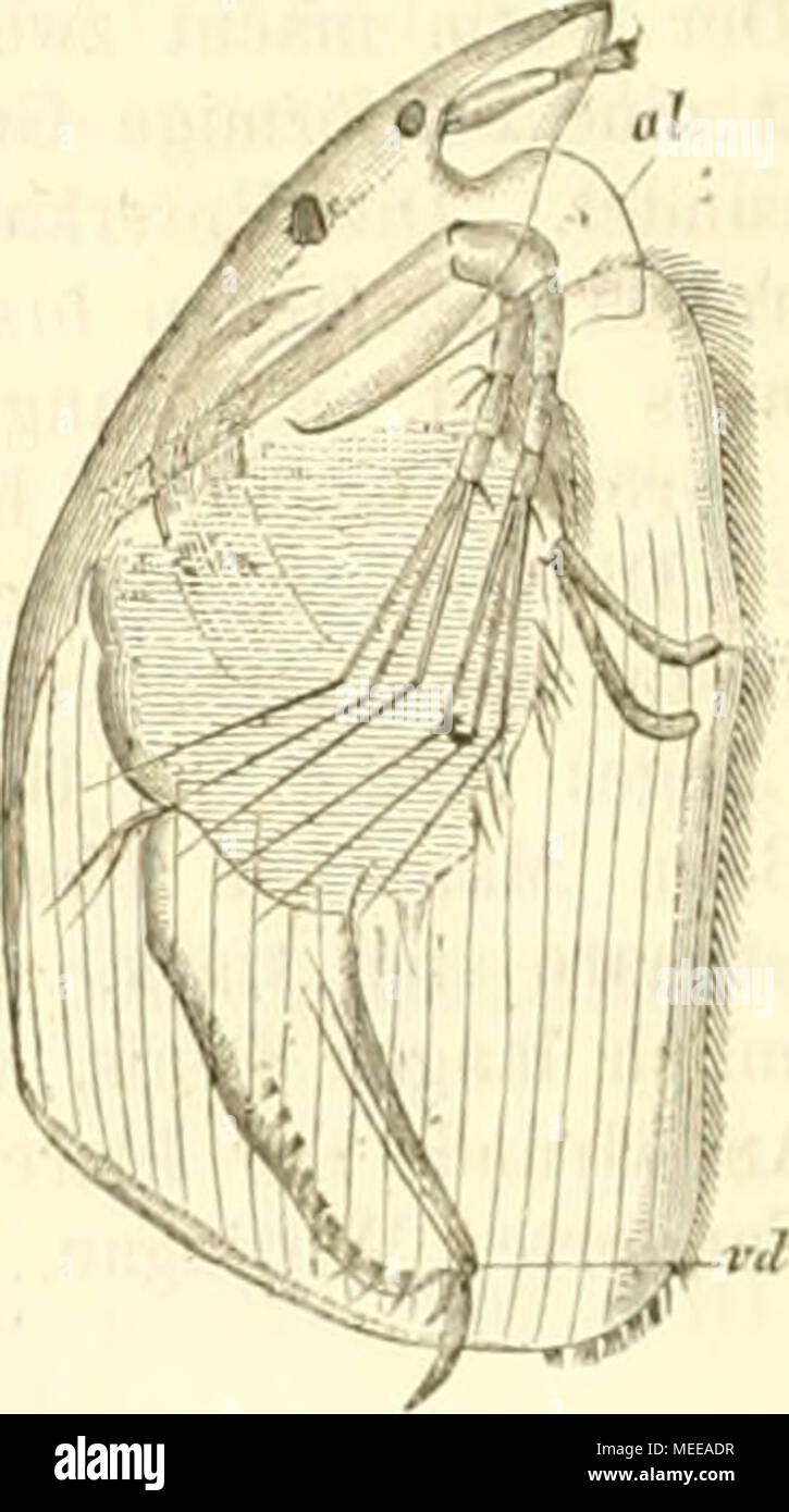 . Die Cladoceren Böhmens . Mona afünis, Loydig. - Weil)Chen. o Ause. nl labbro- pcnanbang. Darracoecum ip. Un Attcr. c Ilerz. gl Schalendrüse, Cutieularornament ca. Alona affiiiis, cellula di Leydig. - Milnnehon. al Lippeuauhang. vg Fusshaiken. vd Mün- dung der Vasa deferentia. Der Körper ist mittelgross, länglich ovale, liinteu verschmälert von rothgelber l'^arbo. Der grosse Koiif ist nach vorn gestreckt und verlängert sich in einen ziemlich Langen am Ende aligcruudeten Sehnahel, dessen Spitze mehr nach vorn gerichtet, das Niveau des unteren Schalonraudes nicht erreicht. Das mit wonig Krystalllinsen ausgest Foto Stock