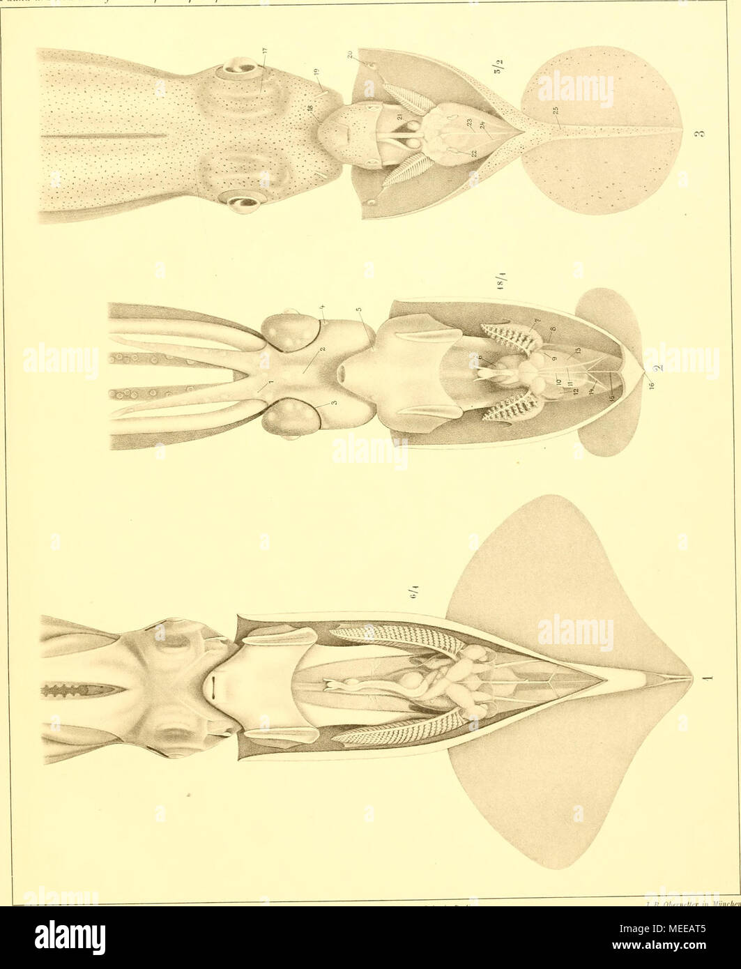 . Die Cephalopoden, I. Teil . A. Naef del. Verlüq x R. Friedlänäer u. Sohn a Berlino J. B. Obenieller in iitinchen Foto Stock