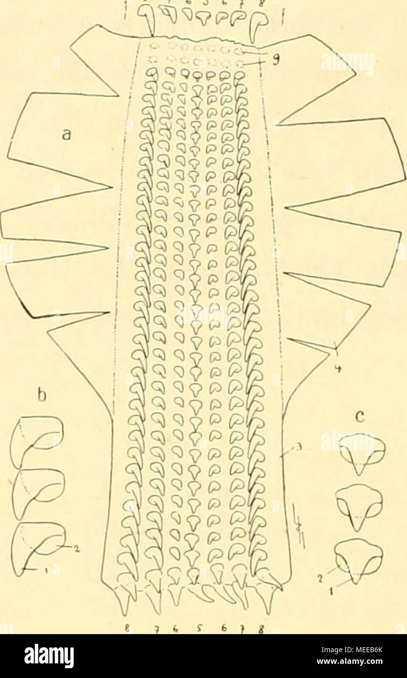 . Die Cephalopoden, I. Teil . Zahnfortsatz (1). - Die 7 Zahnreihen enthalten Raspelzähne mediale (5), sub- Raspelzähne mediale (6), innere (7) und äußere (8) Bürstenzähne. (Die margi- nalplättchen, Textf. 14, fehlen den Sepio- idea). Bei 9 sind die Narben der abge- fallenen Zähne des distalen umgebogenen Endes der Radula (Textfig. 25) sichtbar, am anderen Ende noch weiche, eben erst angelegte Zähne. Die figura anche gibt nicht ganz das typische Verhalten wieder, wenigstens in der speziellen Aus- bildtmg der Zahnreihen, aber die tutti- gemeine Anordnung entspricht dem durchgängig veloce beobachteten Foto Stock