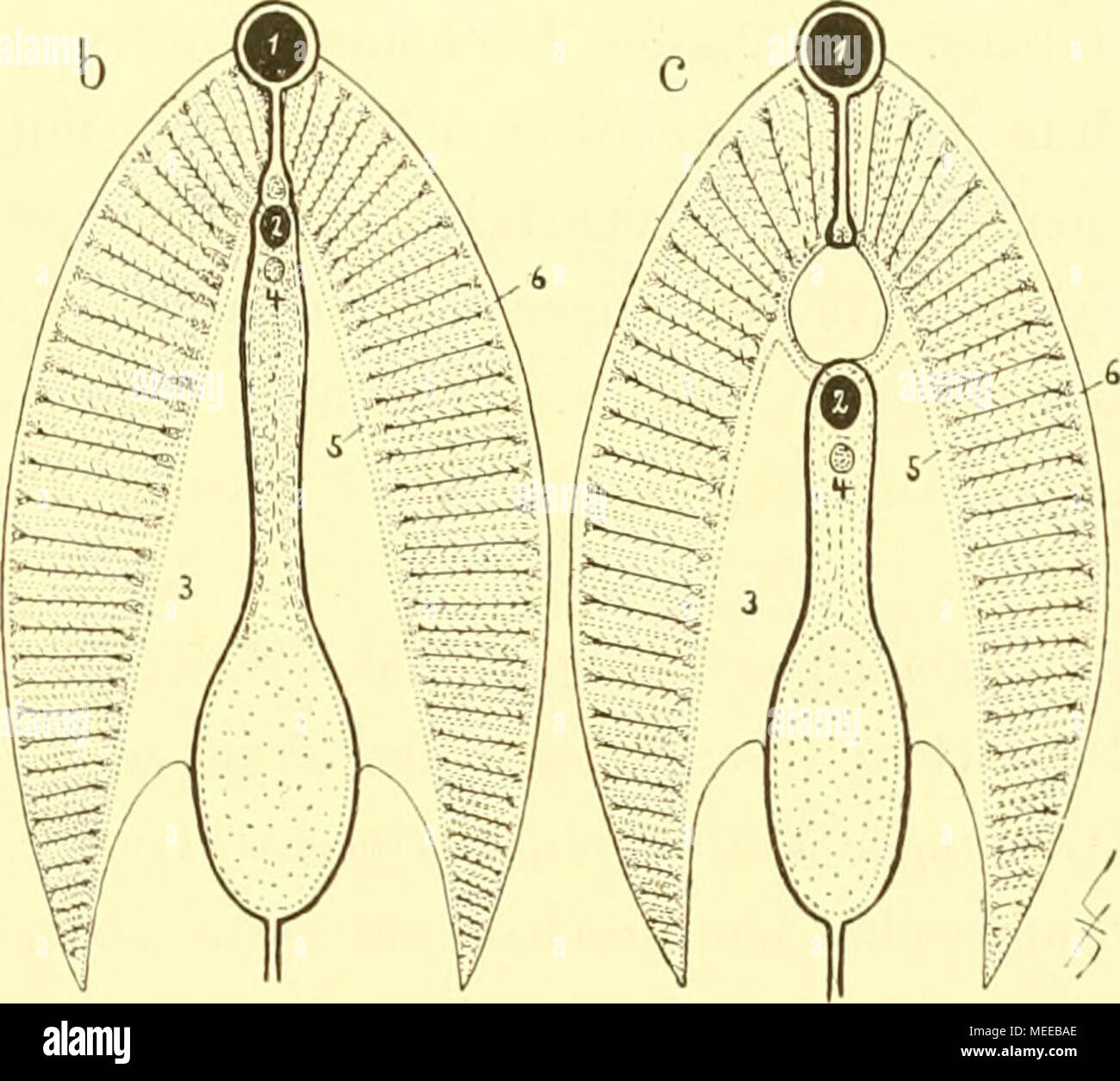 . Die Cephalopoden, I. Teil . menmilz" in der soliden "Kiemenachse"", muoiono in eine Hautfalte. das ..Kiemen- band", übergeht. L'uomo- achte bei un das Fehlen der Kiemenmilz in der fleischi- gen Achse, in der Längsmuskeln deutlich sichtbar sind, bei c die Durclibohrung der Kiemenachse zwischen 1 und 2. Textfigur 17. schlössen zwischen je zwei Seitenstämmchen der Hauptgefäße, der respiratorische Teil der "Kiemen- blättchen ansetzt". Wie bei den mei.sten Mollusken alternieren sie regelmäßig. Mit der fleischigen Achse sind sie durch Hautfalten veibunden, welche ihnen Stütze verlei Foto Stock