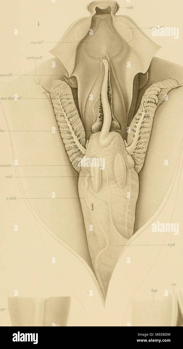 . Die Cephalopoden . " ¢ hrmui}. jUll' ' tll.. V. â - jiancr lUuyt./umcr -âseilt (f.fjasti:"-^ .///('-â¢â ¢ Foto Stock