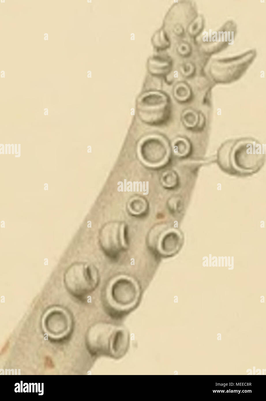 . Die Cephalopoden . 10 iji^ Foto Stock