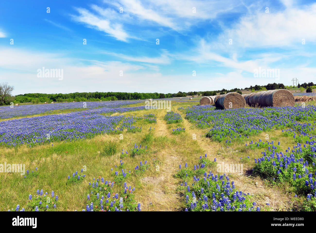 Texas bluebonnets nella campagna di Ennis, Texas. Foto Stock