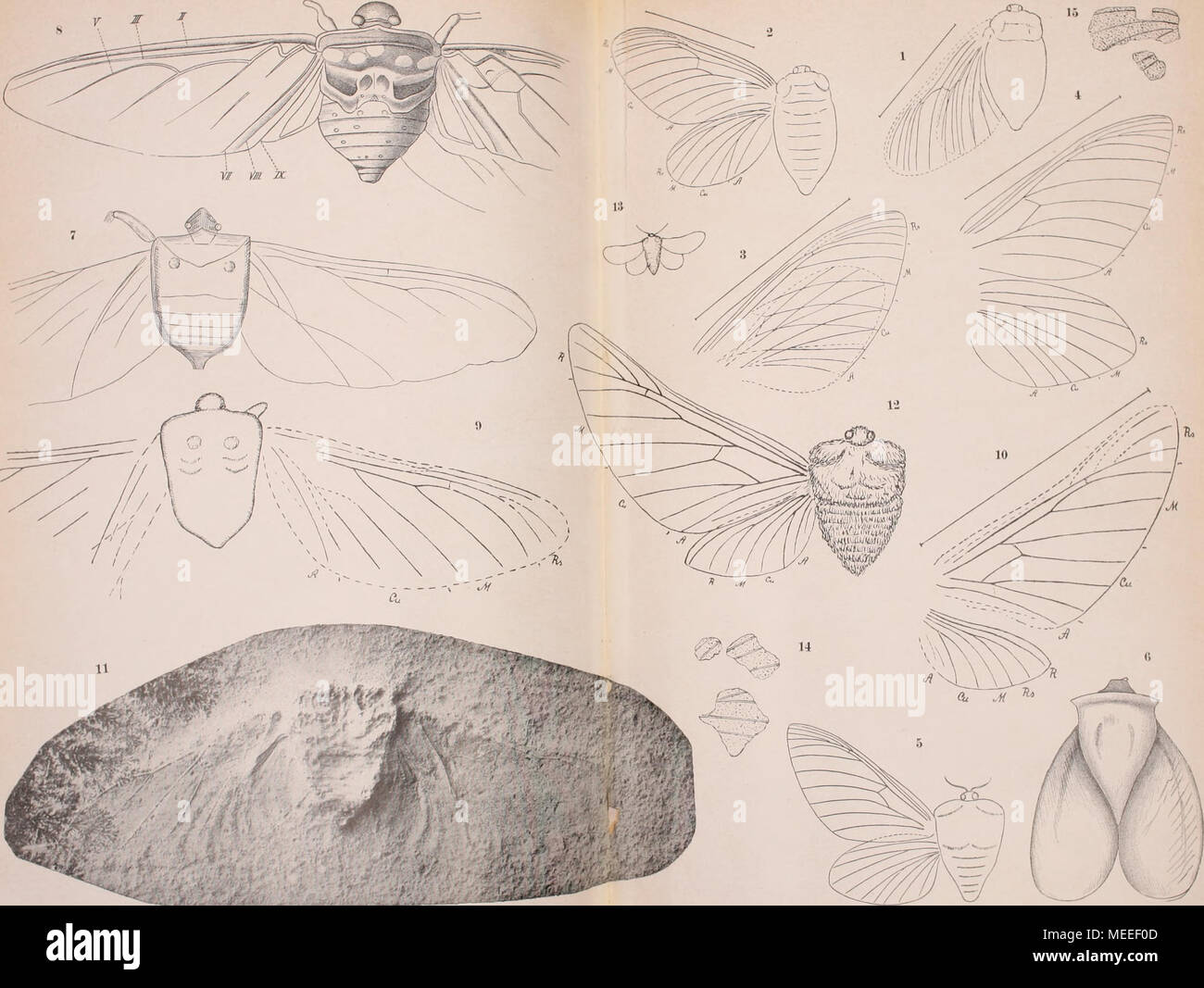 . Die fossilen insekten und die phylogenie der rezenten formen; ein handbuch für paläontologen und zoologen . Juraliiscktoii: Lepidoptera (1-15). Foto Stock