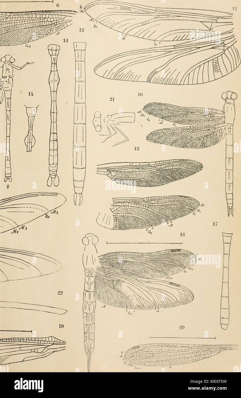 . Die fossilen insekten und die phylogenie der rezenten formen; ein handbuch für paläontologen und zoologen . Foto Stock