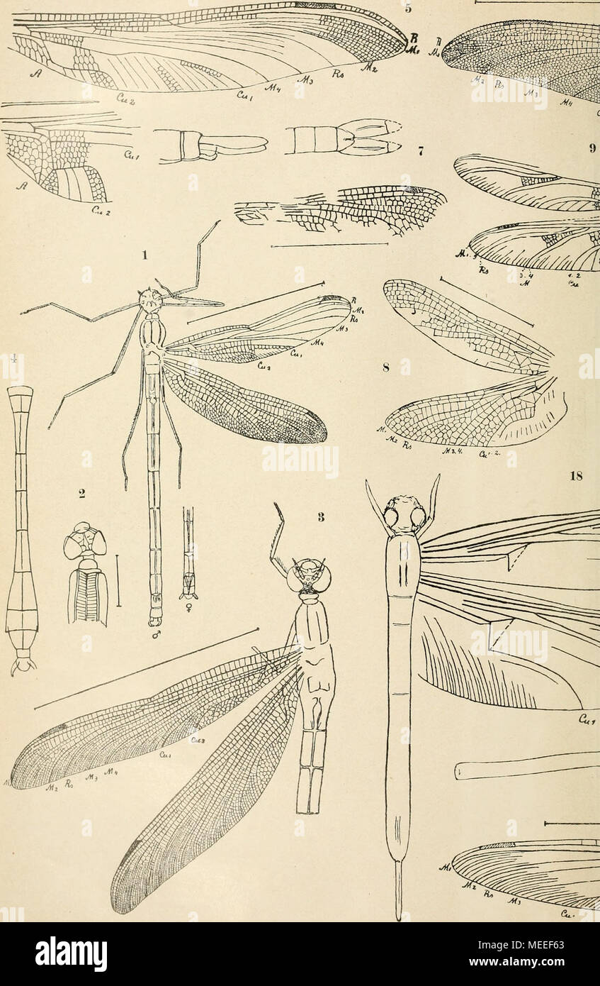 . Die fossilen insekten und die phylogenie der rezenten formen; ein handbuch für paläontologen und zoologen . Jura-Insekten: Odonati (1-22), Foto Stock