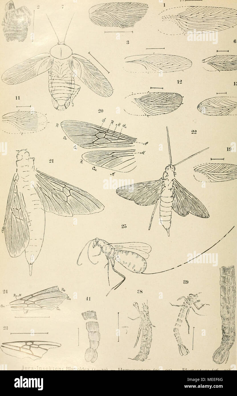 . Die fossilen insekten und die phylogenie der rezenten formen; ein handbuch für paläontologen und zoologen . Biattüidea (i-19) - imenotteri (20-25) - Plectoptera (26-33) Foto Stock