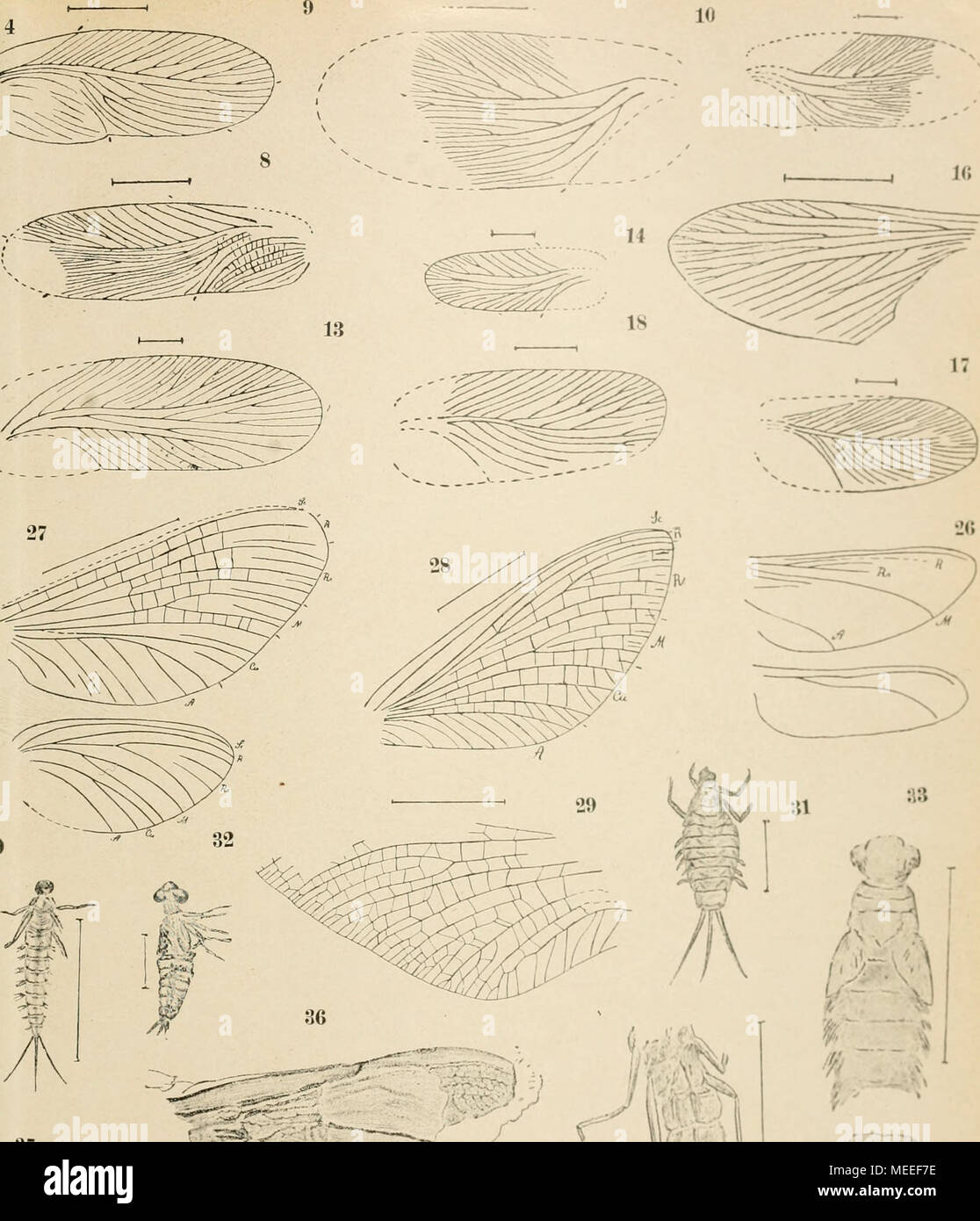 . Die fossilen insekten und die phylogenie der rezenten formen; ein handbuch für paläontologen und zoologen . 37 ^' :?5 .""" Foto Stock