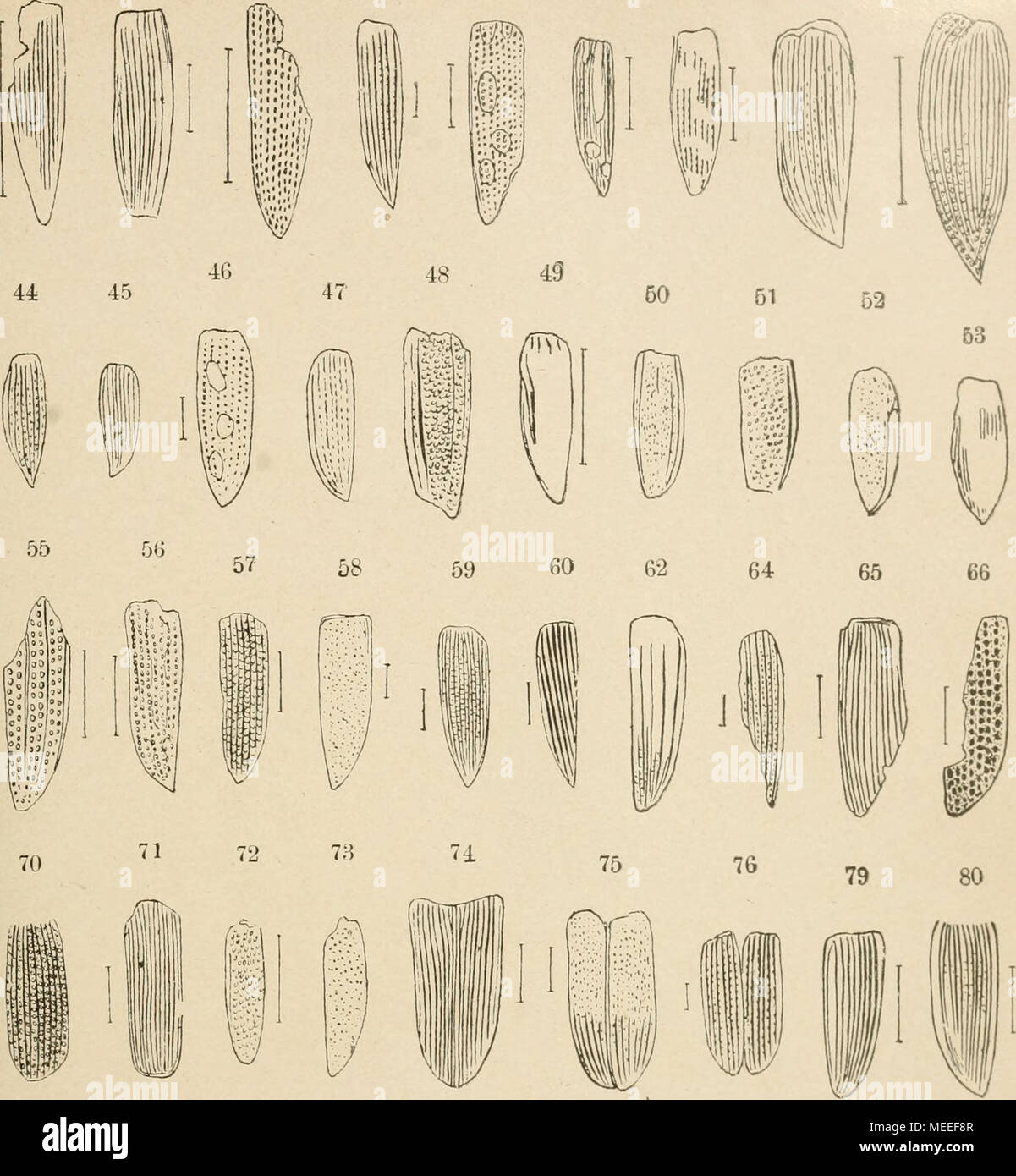 . Die fossilen insekten und die phylogenie der rezenten formen; ein handbuch für paläontologen und zoologen . (;:•) G9 7i7 78 Foto Stock