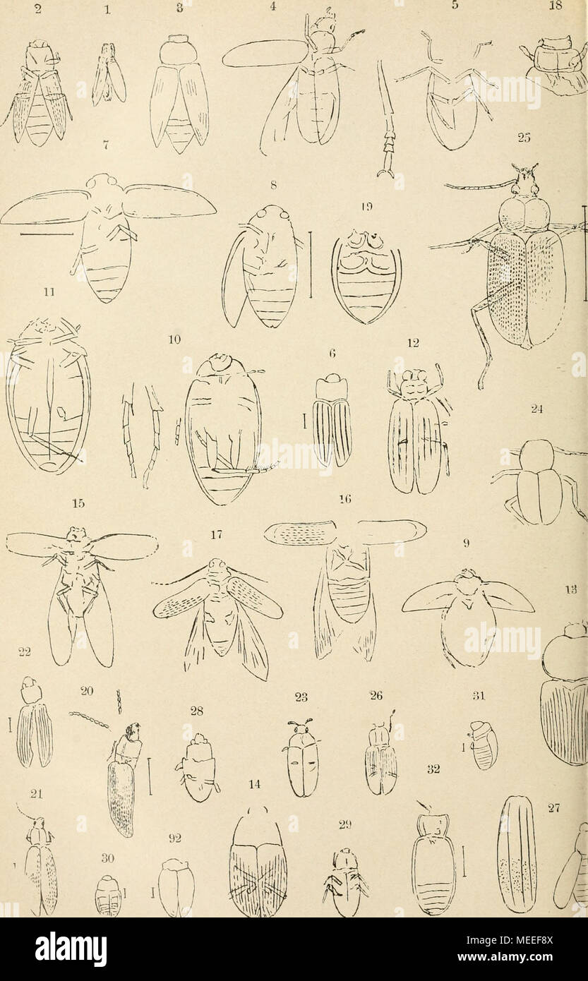 . Die fossilen insekten und die phylogenie der rezenten formen; ein handbuch für paläontologen und zoologen . J-/ ^"-g.r/ V/'C/ Xli^f^V Jura-Insekten: Coleoptera (1-93). Foto Stock