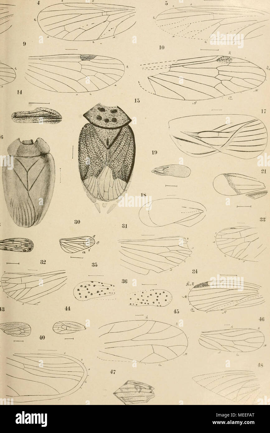 . Die fossilen insekten und die phylogenie der rezenten formen; ein handbuch für paläontologen und zoologen . (22 46) - Incertae sedis (47 48). Foto Stock