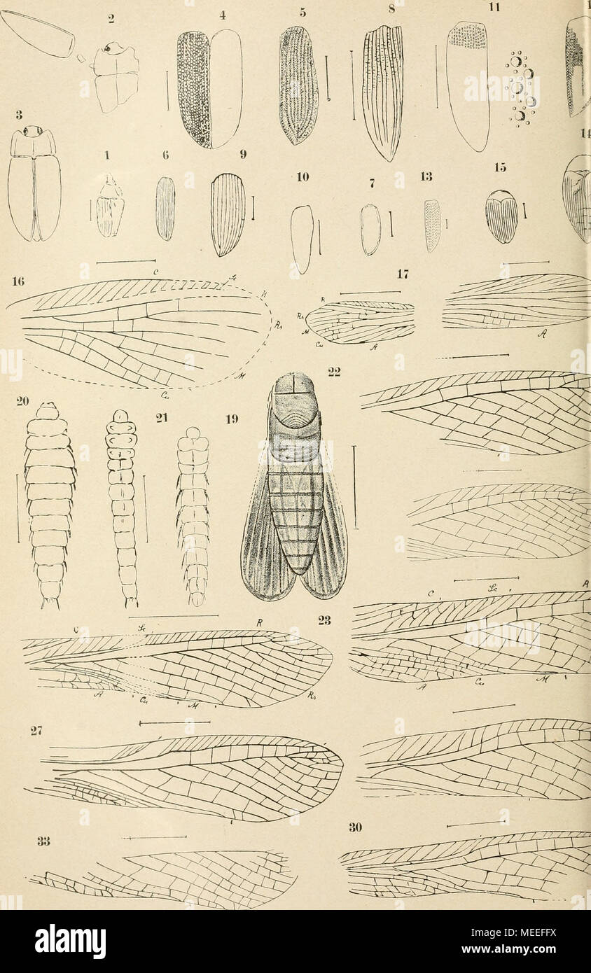 . Die fossilen insekten und die phylogenie der rezenten formen; ein handbuch für paläontologen und zoologen . T rias-Insekten: .1-22). - Lias-Insekten: Locustoidea (23-55)- Foto Stock