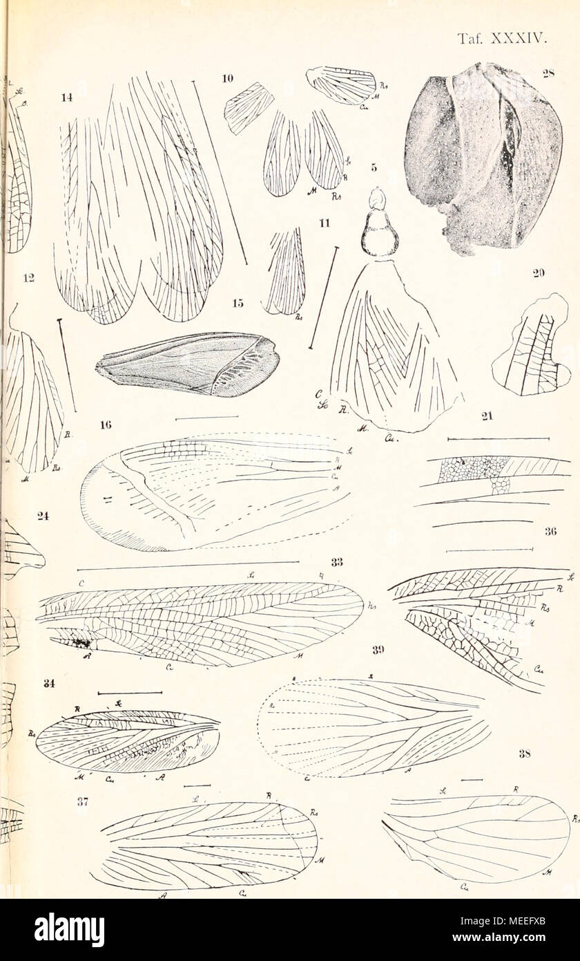 . Die fossilen insekten und die phylogenie der rezenten formen; ein handbuch . ,E Fossilien(25-32) -Perm-Insektcn: Protorthoptera(33) - Protoblattoidea(34-36) - Mant^idea (37-39). Foto Stock