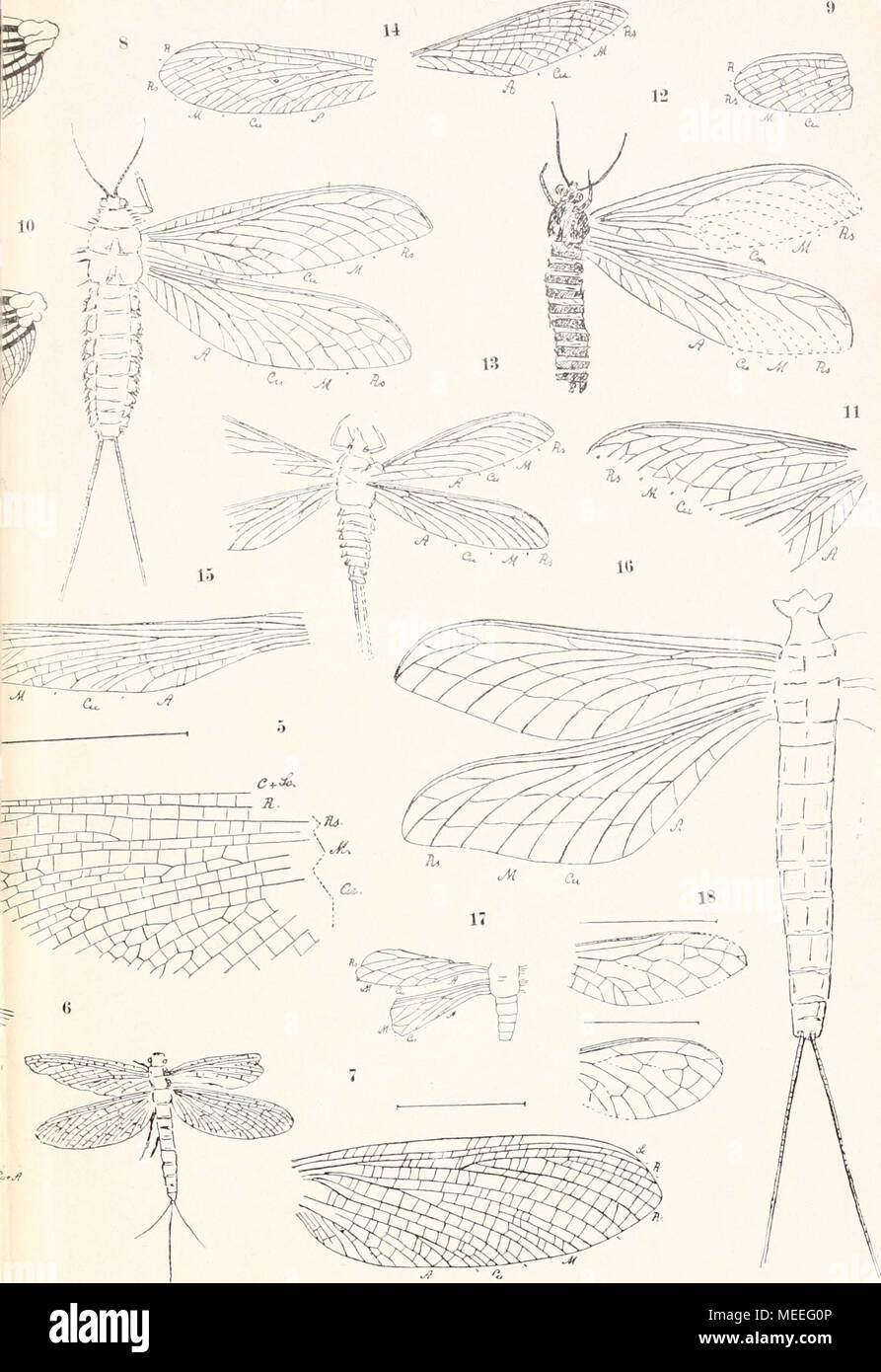 . Die fossilen insekten und die phylogenie der rezenten formen; ein handbuch . 8). Foto Stock