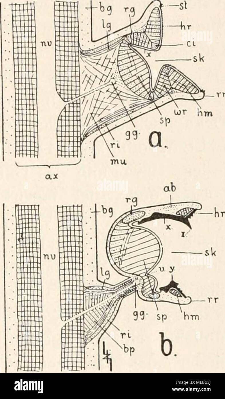 . Die fossilen Tintenfische; eine Monographie paläozoologische . Fig. 5. Typische Saugnäpfe der okper- poden (a) und Dekapoden (b). Schematische Längsschnitte durch je ein kleines Armstück samt ansitzendem Napf. Man erkennt in dem letzteren eine besondere Differenzierung des Unterhaut- bindegewebes, Muskulatur deren sich mit der musku- lösen Armax (ax) verbindet und aus dem zentralen Markstrang {nv) derselben einen Nerv empfängt, der hinter der Saugkammer (SK) zu einem kleinen ganglio (gg) anschwillt. An der Innenwandung der Näpfe unterscheiden wir "Randring" (rr), "Haftring" (/*/') Foto Stock