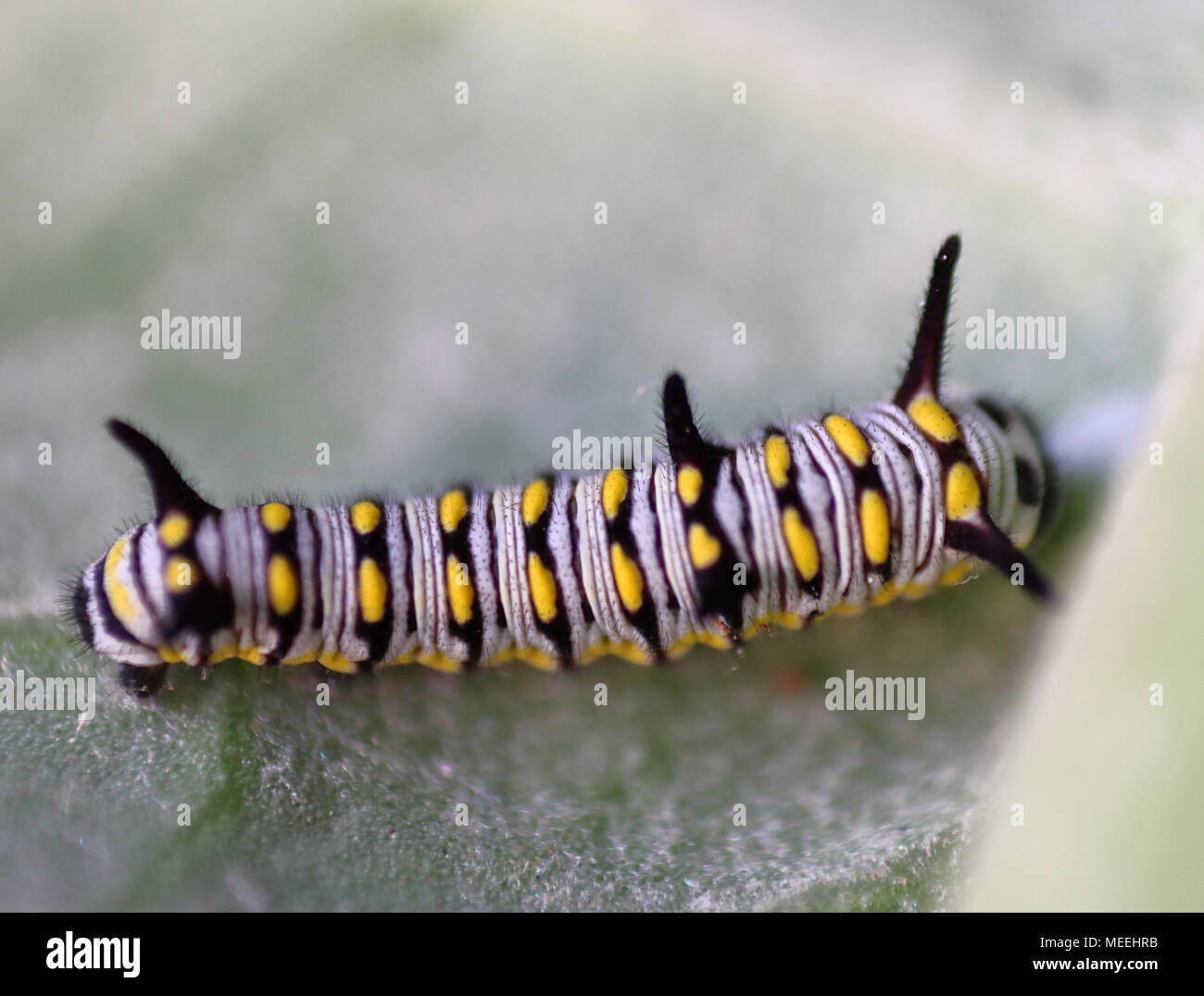Caterpillar di pianura tiger butterfly alimentazione su gigantesche foglie milkweed Foto Stock