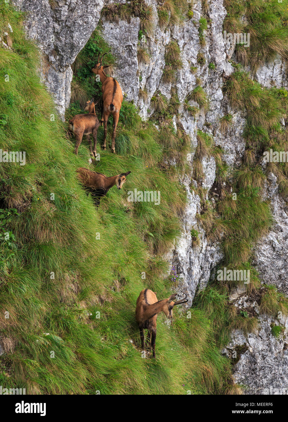 Camosci nei Carpazi romeni pendii montani Foto Stock