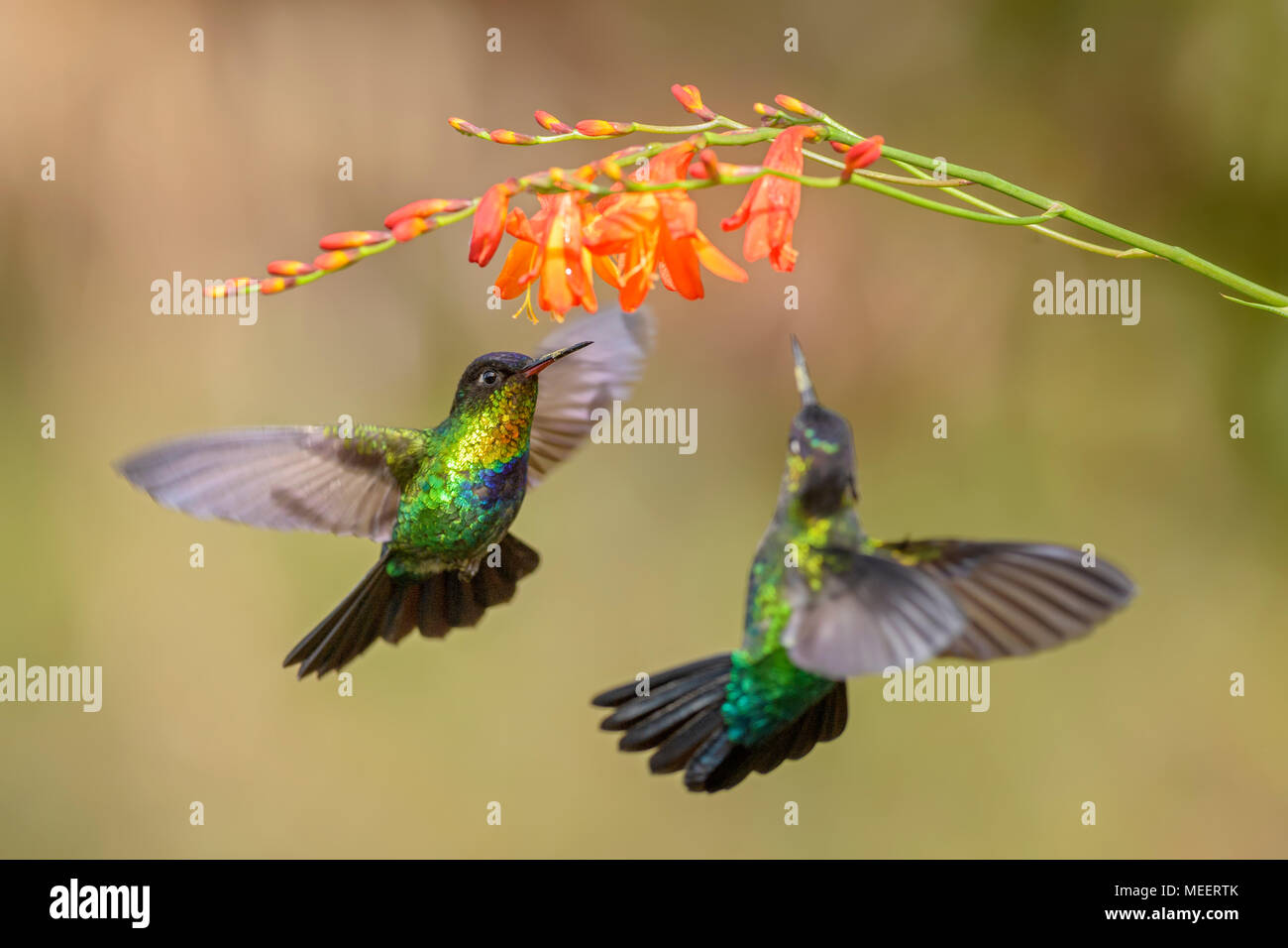 Fiery-throated Hummingbird - Panterpe insignis, bella colorata hummingbird dall America Centrale foreste, Costa Rica. Foto Stock