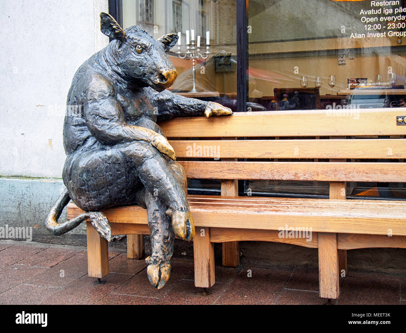 TALLINN, Estonia-aprile 16, 2018: Bronzo Cow sit-da-me statua nella città vecchia Foto Stock