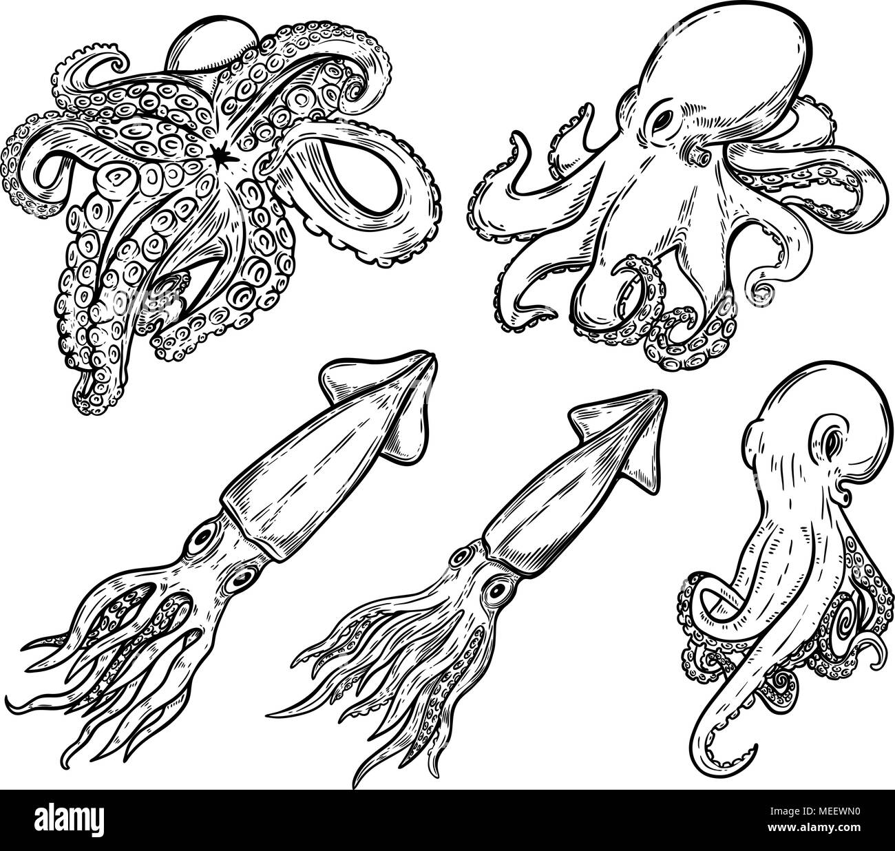 Set di disegnati a mano il polpo e calamari illustrazioni isolate su bianco. Elemento di design per la decorazione di menu, flyer, banner, poster. Illustrazione Vettoriale Illustrazione Vettoriale