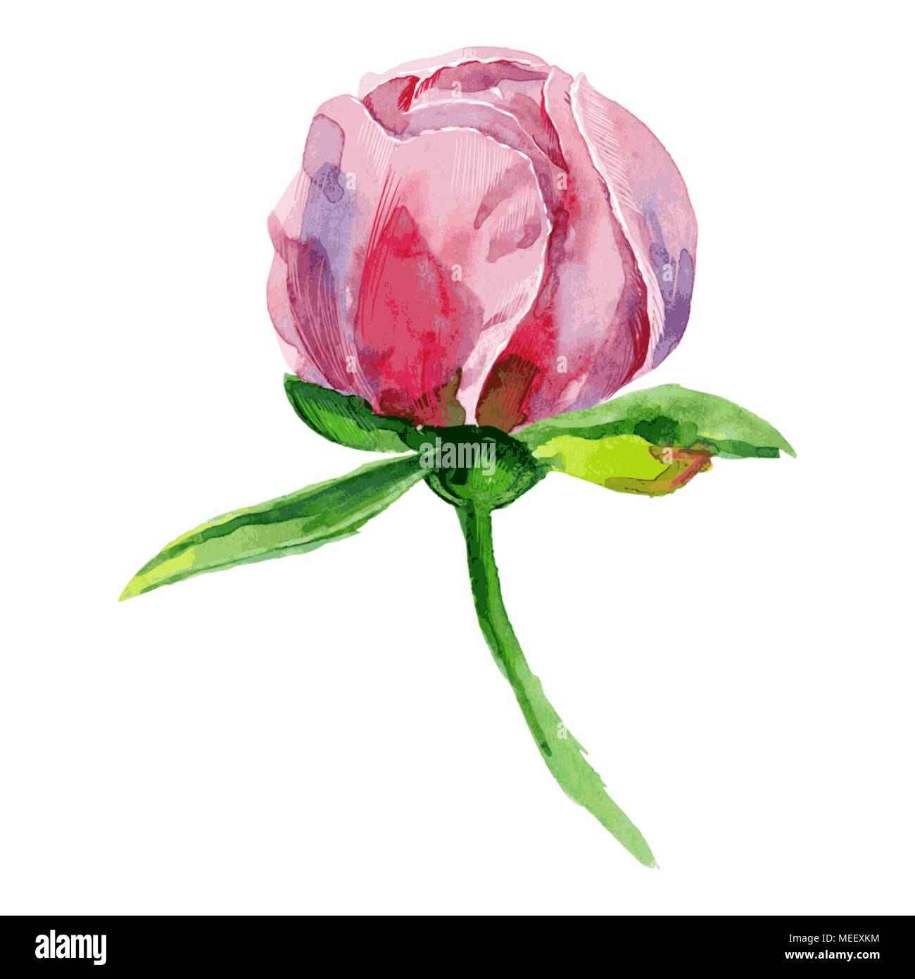 Acquerello botanico illustrazione schizzo di rosa peonia bud su sfondo bianco. Illustrazione Vettoriale Illustrazione Vettoriale