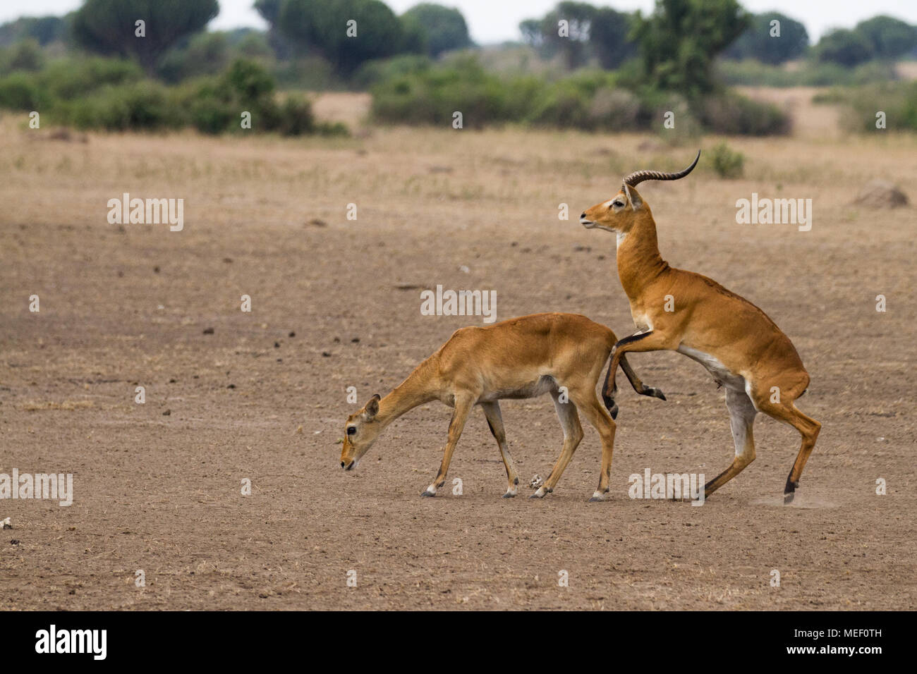 Kob (kobus kob) nel selvaggio, Uganda Foto Stock