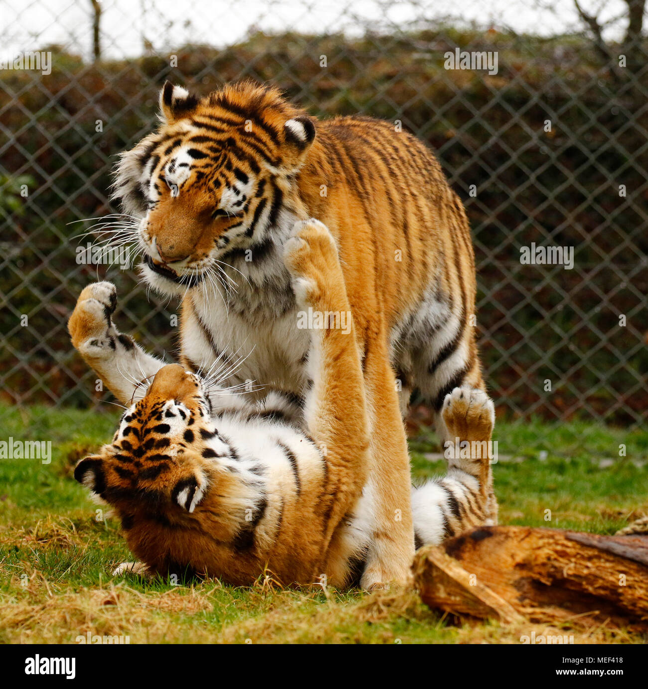 Tigri Amur nel loro elemento giocando in Dartmoor Zoological Park Foto Stock