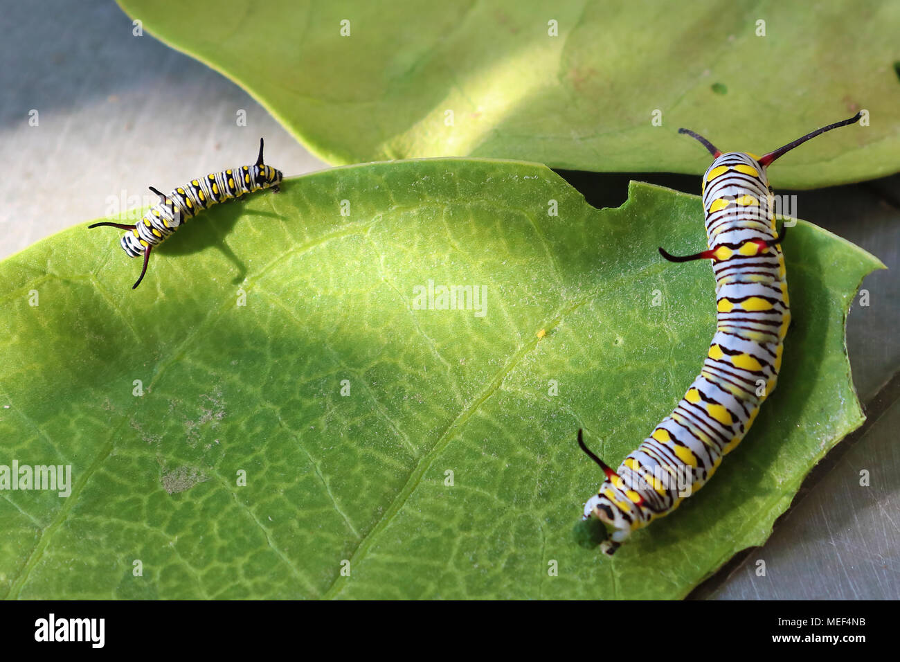 I bruchi di pianura tiger butterfly alimentazione su gigantesche foglie milkweed Foto Stock