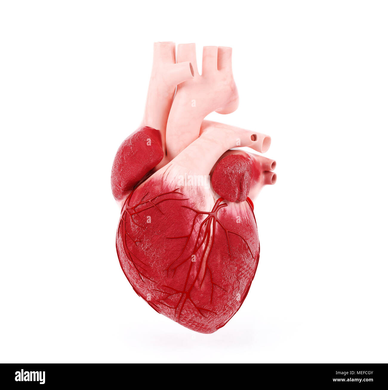 Illustrazione medica di un cuore umano, rendering 3D Foto Stock
