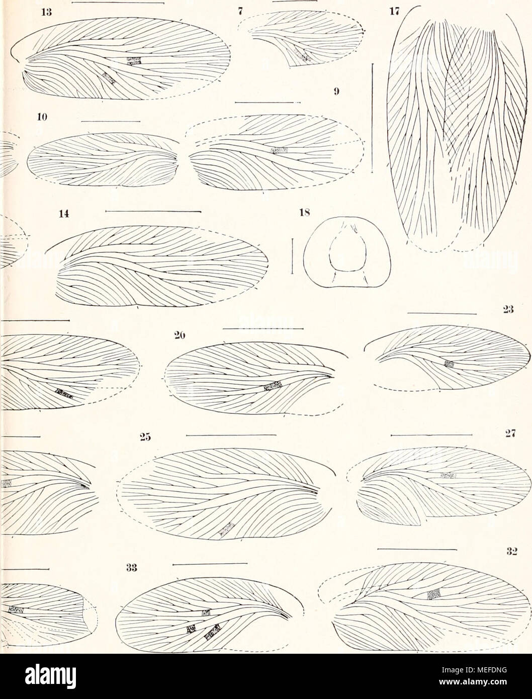 . Die fossilen insekten und die phylogenie der rezenten formen; ein handbuch . 34 36 Foto Stock