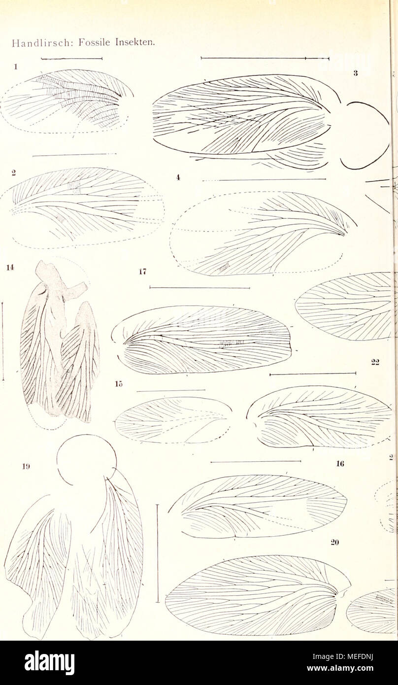 . Die fossilen insekten und die phylogenie der rezenten formen; ein handbuch . Carbon-Insekten: Blattoidea (i-31). Foto Stock