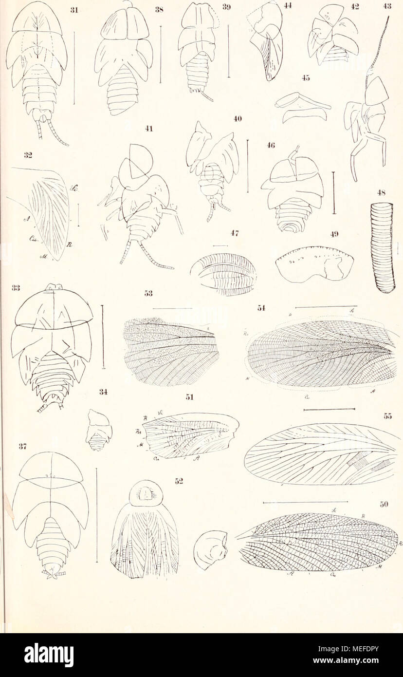 . Die fossilen insekten und die phylogenie der rezenten formen; ein handbuch . Foto Stock