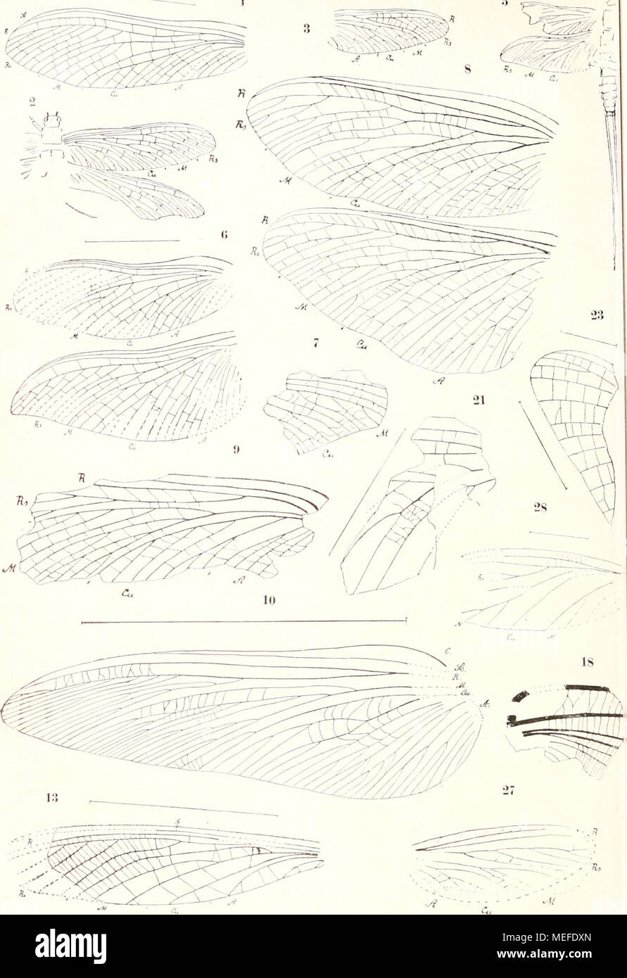 . Die fossilen insekten und die phylogenie der rezenten formen; ein handbuch . Carbon-Insekten: Palaeodictyoptera (1-30). Foto Stock