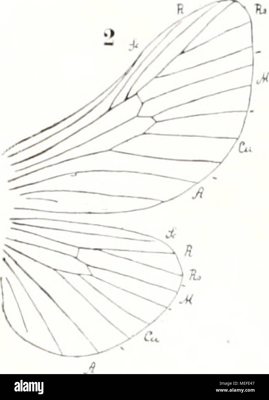 . Die fossilen insekten und die phylogenie der rezenten formen; ein handbuch . Foto Stock