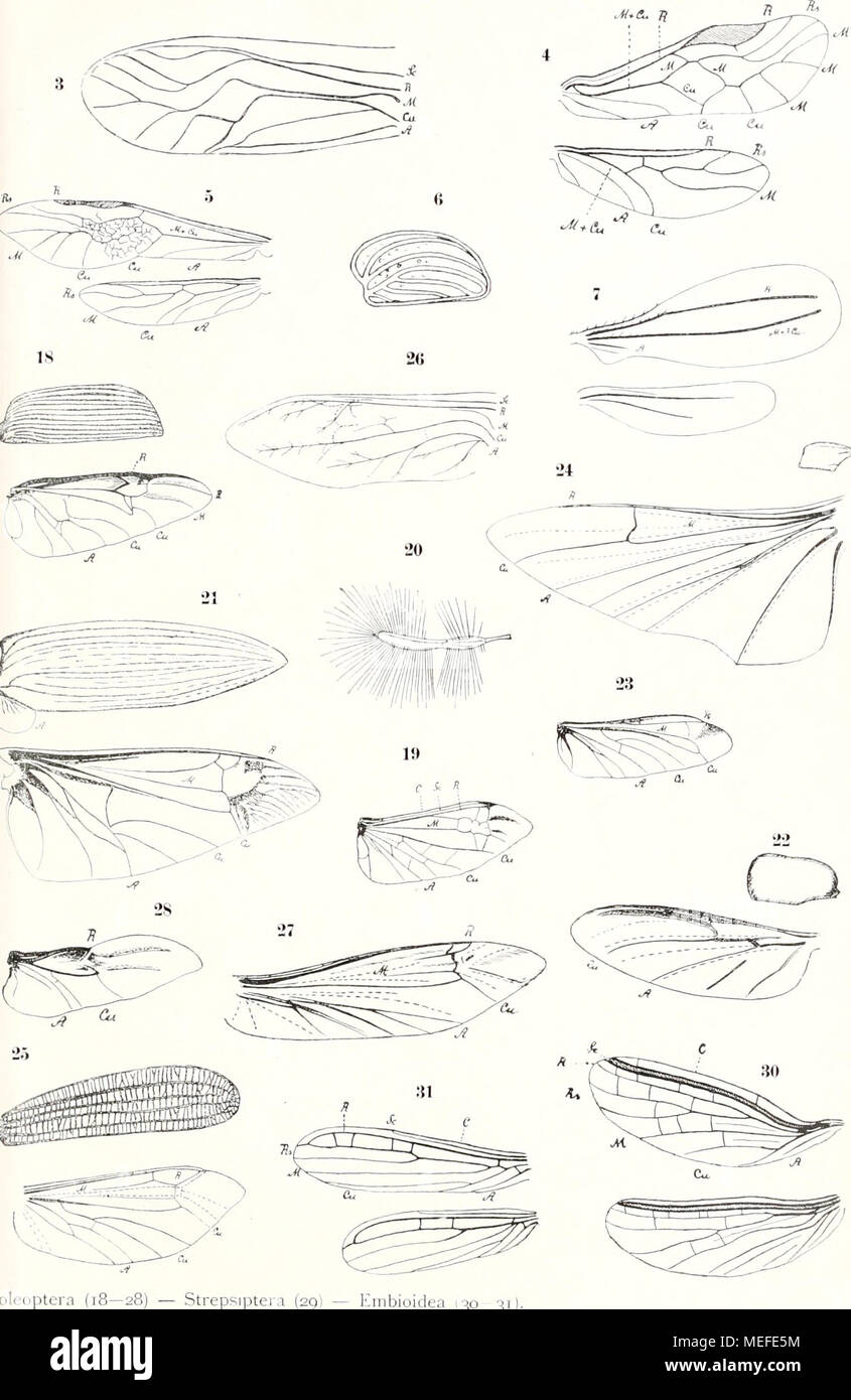 . Die fossilen insekten und die phylogenie der rezenten formen; ein handbuch . - Strepsiptera (29) - Knibioidea 130 31) Foto Stock