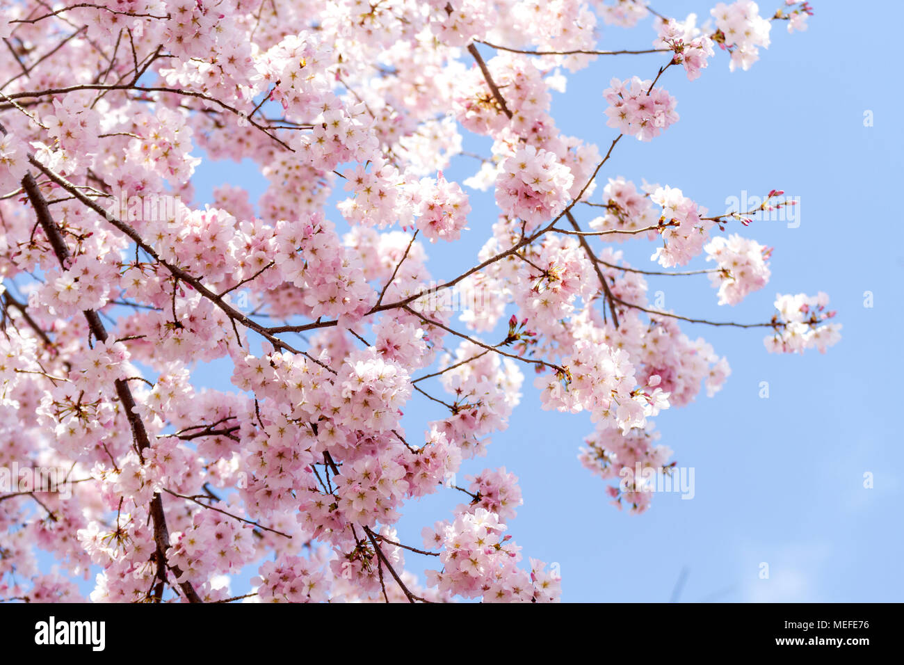 La fioritura dei ciliegi in fiore di picco presso il National Mall e maree in Washington, DC, la molla 2018. Foto Stock
