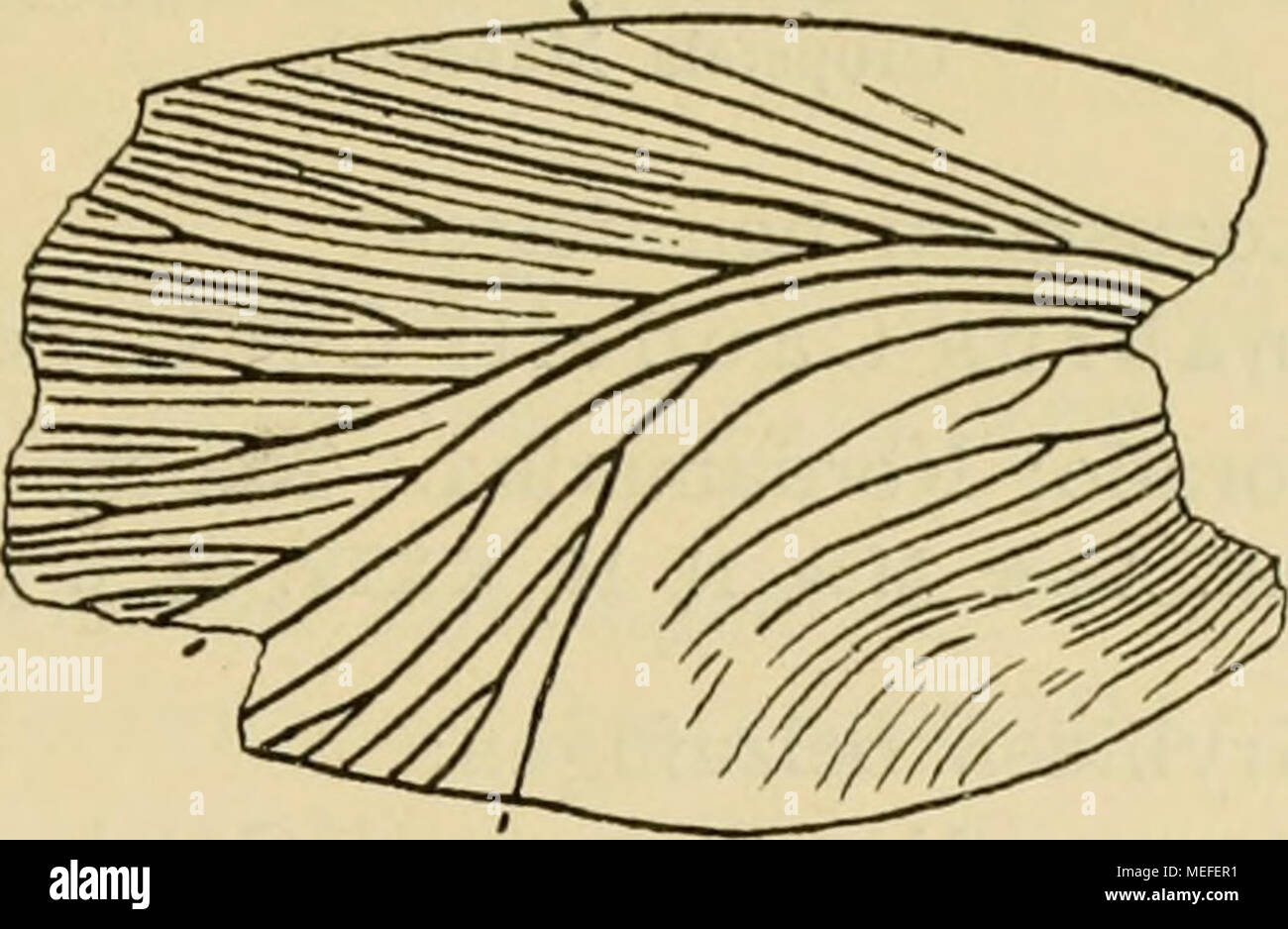 . Die fossilen insekten und die phylogenie der rezenten formen; ein handbuch für paläontologen und zoologen . Fig. 6. Rhaetoblattina brevis Sc. X 3*4- (Nach Scudder.) Auch bei dieser arte deutete Scudder den raggio als Subcosta und kam daher wieder auf die Gattung palaeozoische Etoblattina, während es sich um eine typische Mesoblattinide aus der Verwandtschaft von Schambeloblattina handelt, anche um eine echt mesozoische forma. Wenn auch alle diese drei in den Kohlenlagern von Tonking gefundenen Blattoiden als eigene Gattungen zu betrachten sind, So kann es doch keinem Zweifel unterliegen, dass s Foto Stock