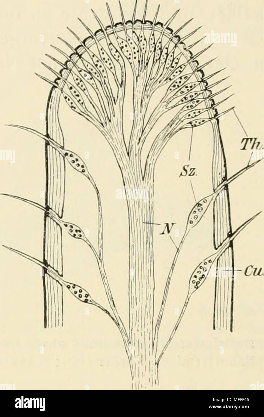 . Die forstinsekten Mitteleuropas. Ein Lehr- und handbuch . Fig. 81. Tasthaare {Th) an der Spitze des ünter- lippentasters von Dectims (Laubheuschrecke). Sz Sinneszellen; N Nerven; Cu Cuticula. ziationszentrum gelegen ist in dem die Sinneseindrücke aufgespeichert, fixiert und in verschiedener Weise assoziiert werden und von aus dem auch die Koordi- nazione (zweckmäßige Zusammenarbeit) geleitet wird. Sinnesorgane. Die biologische Beobachtung lehrt, dass die Insekten im allgemeine derselben Sinneswahrnehmungen fähig sind wie der Mensch, d. h, dass Sie einen Tast-, Geruchs-, Geschmacks-, Gesichts Foto Stock