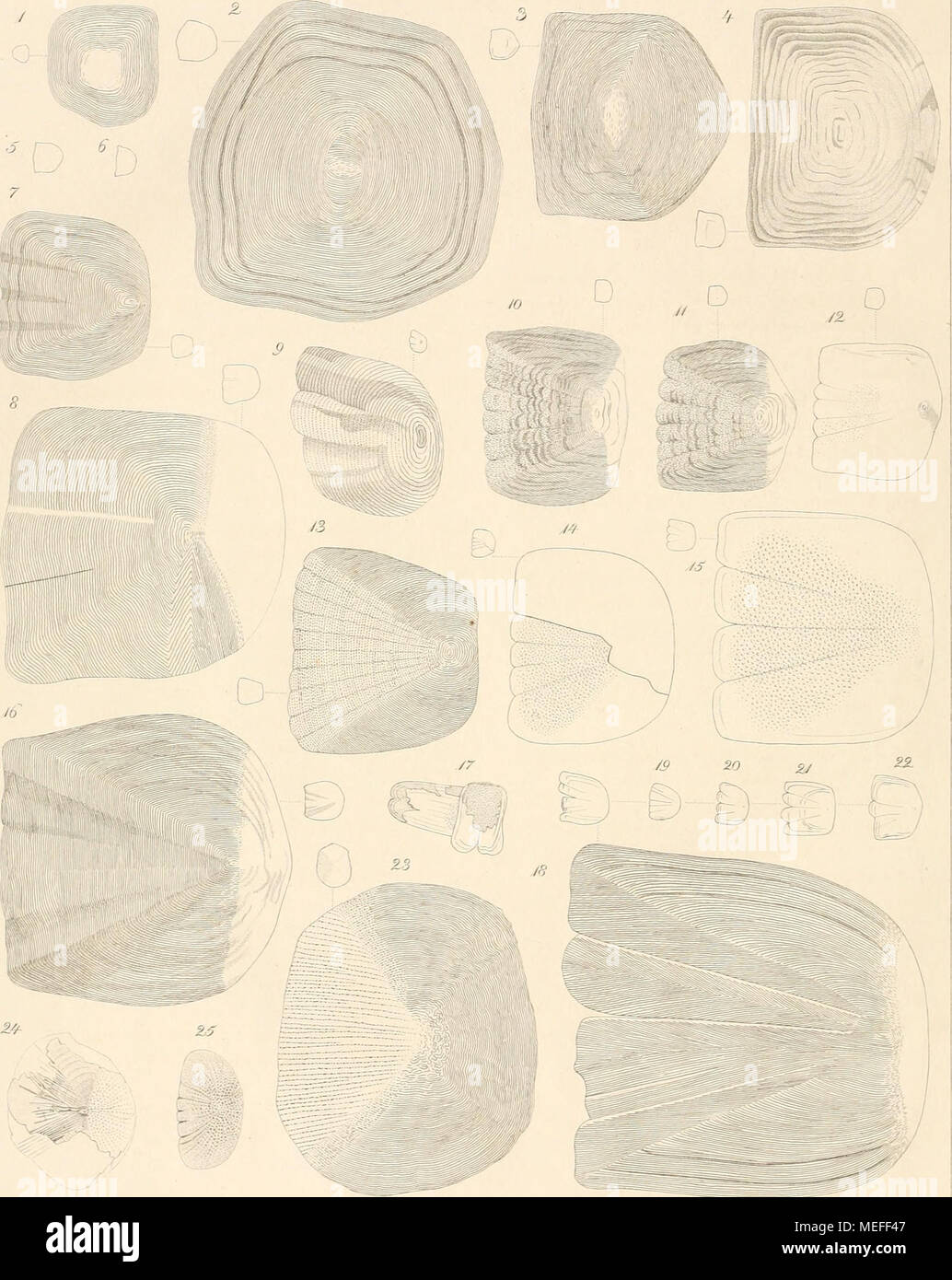 . Die fossilen Fischschuppen aus dem PlÃ¤nerkalke in Strehle . £ £i.n^ -/ei. Foto Stock
