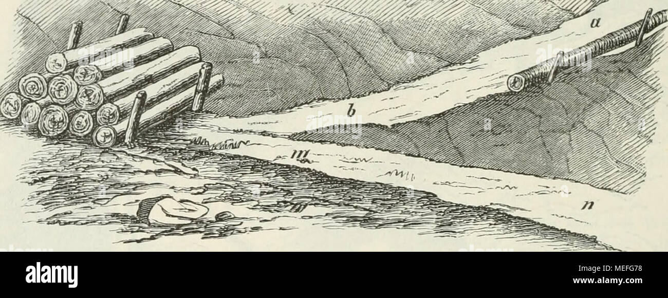 . Die Forstbenutzung. 9. verm. Aufl. bearb. unter Mitwirkung von Heinrich Mayr . Ã¶'ig. 174. Ãef)re ober 5*redmiiii &amp;er :)iteie ah mit '^-rellroehr. ÃarJ)ntben unb aud) im Â©atÃ¤fammergut jur 3lntuenbung gebradjt n.ntrbcn"'^). 3 "" 2Ã¶atb Ã¼on ^all'^enafdjau ber baiirifc^en ?Upen benutjt uomo in fdjneearmcn aBintcrn aud) bie geirÃ¶bnUt^en Â©d)littnifge 3um Slbriefcn ber ac^tnietrigen Â©tammabfc^nitte. 3)ie Ã¤Ãegc finb meift mit ajorlcgbÃ¤umcn eingefÃ¼gt, unb ift Cà¤ bei beut da frà¤ftigcn (unità organizzativa Befalle^rcid)eub, ONU-nn ber 2mendicare mit geringem 3?ud)en= unb anberen (BeftÃ¤esn poraflct mit ber Foto Stock