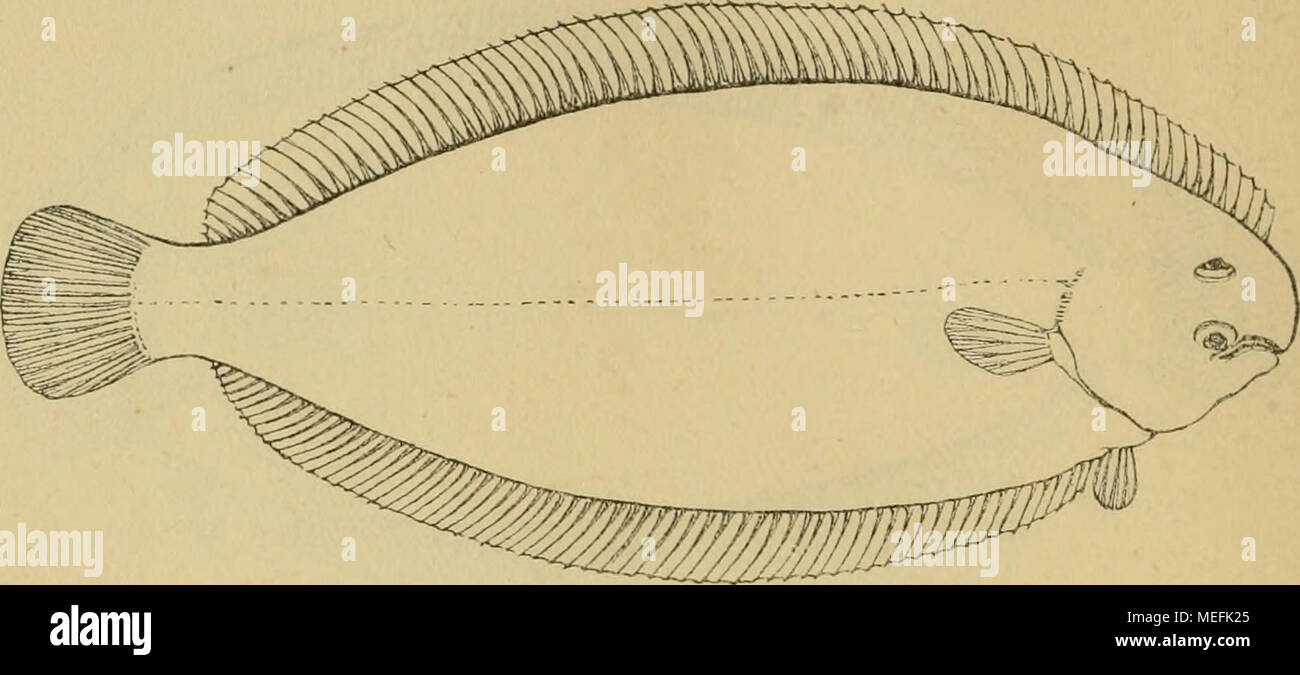 . Die Fische der Ostsee . R 70-90. Una 60-70. Br 5-6. Länge 30-60 cm. Etwa 3 mal così lang als hoch. Rechte der Hälfte Mundspalte von einer schorn- steinartigen Nasenröhre überragt, das eine untere Nasenloch von einem dichten Kranze kleiner Läppchen umgeben. Brustflosse der Augenseite kaum gröfser, als die der blinden. Farben: Dunkelbraun, Ende der rechten Brustflosse schwarz. Die Zunge lebt in schlammigen Tiefen und frifst hauptsächlich Muscheln (Solen pelhicidjis, Cyprina islandica^ Scrobiciilaria alba), Wi.ir- mer und Krustenthiere (Qima Rathkii). Ihre Laichzeit fällt in die Monate Mai und Juni Foto Stock