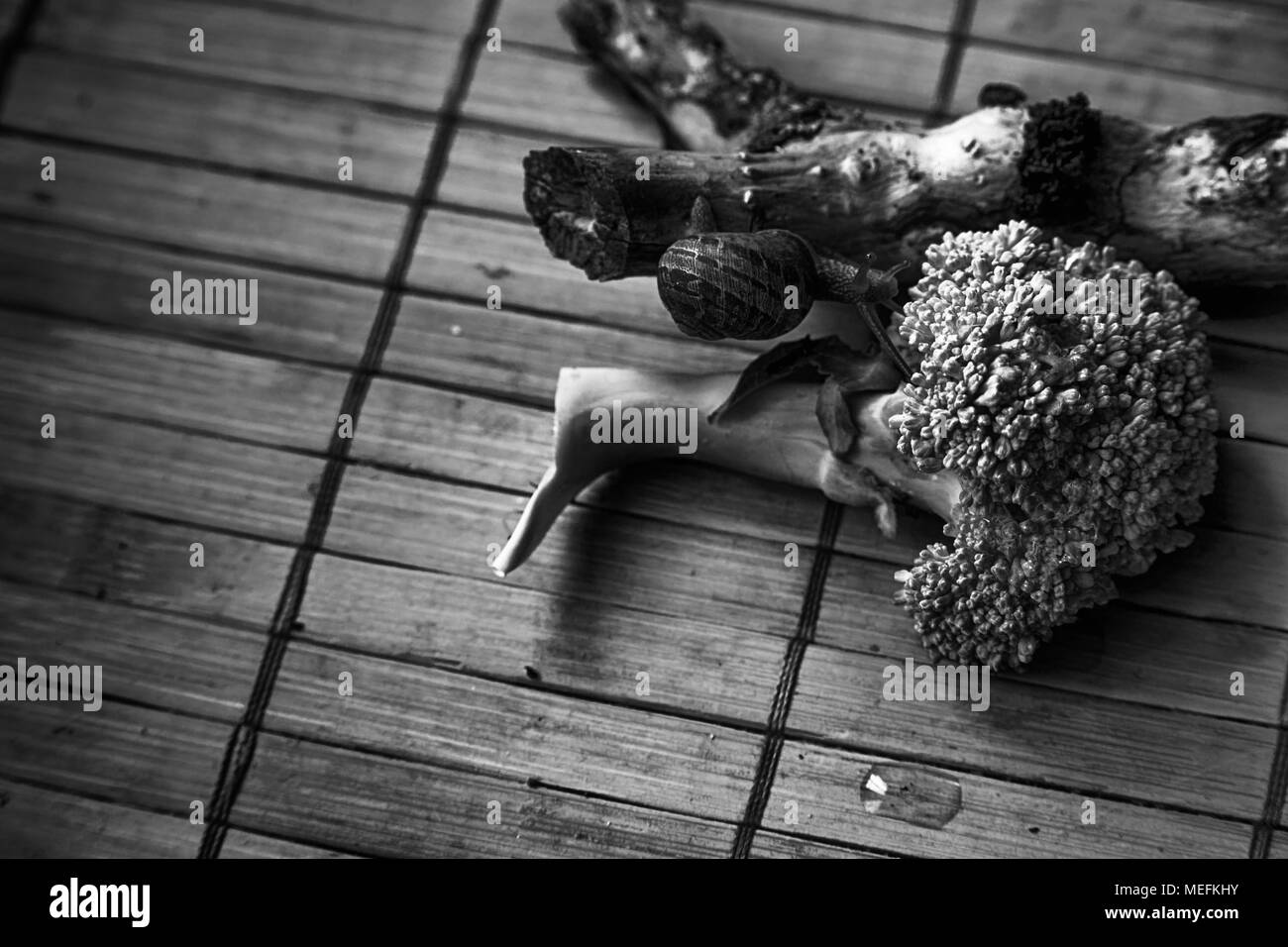 Seduta di lumaca sul piccolo tronco di albero e andare a verde broccoli, legno di bambù, sullo sfondo di close-up di sfondo animale. Foto Stock