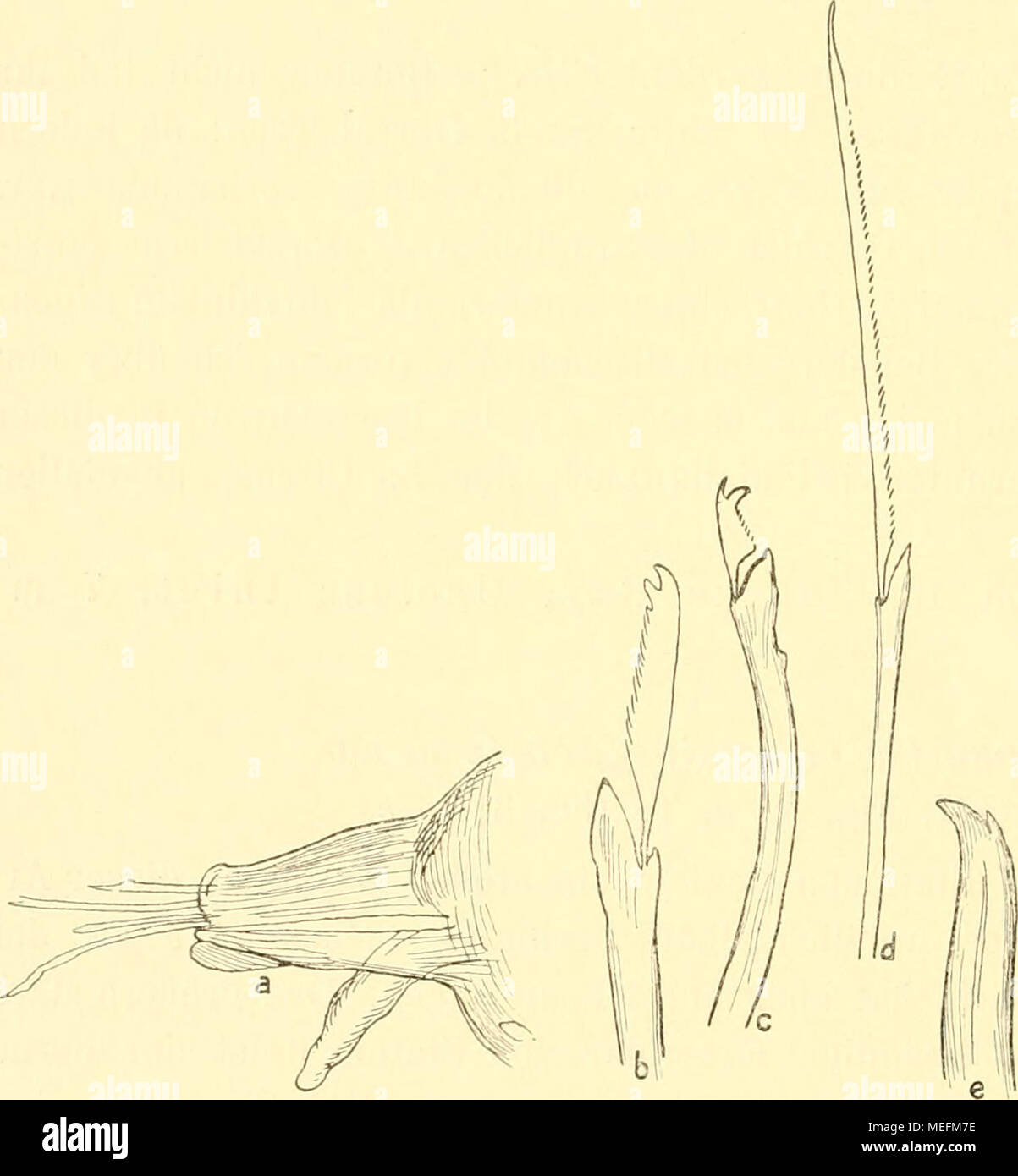 . Die Fauna südwest-Australiens. Ergebnisse der Hamburger südwest-australischen Forschungsreise 1905 . Fig. 31. Pionosyllis ehlersiaeformis n. sp, un più severo vom Mittelkörper, von oben; ^^V,. b mittlere Sichelborsten vom Vor- derkörper; *'2|^. c Sichelborste vom Hinterkörper; "7. d Eliler- sm-Borste vom Mittelkörper; *'-/^. e ventraler 2-zähniger Haken vom Hinterkörper; ^^7^. Foto Stock