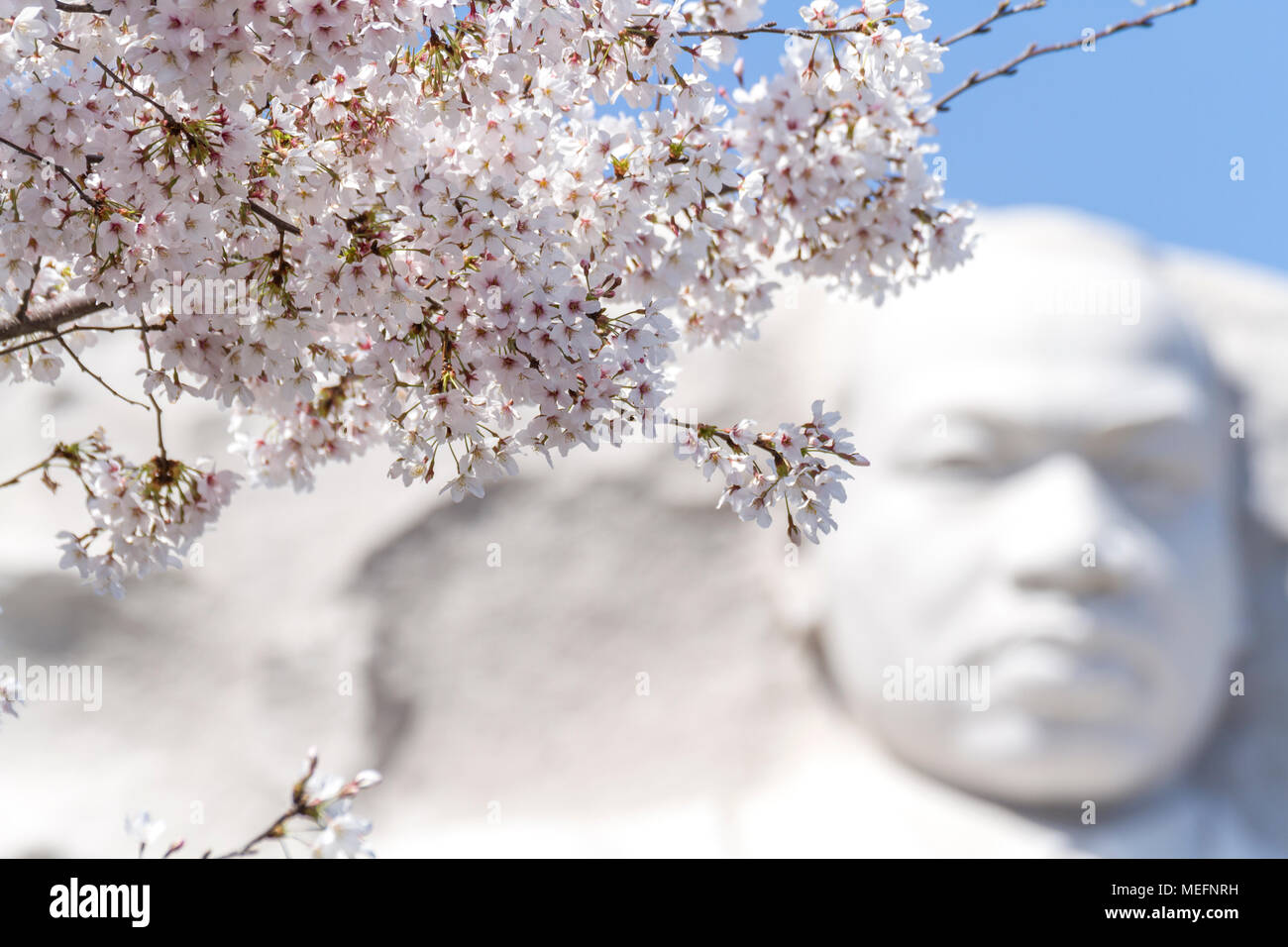 Martin Luther King Jr. Memorial presso il bacino di marea in Washington, DC 2018 con la fioritura dei ciliegi in fiore. Foto Stock