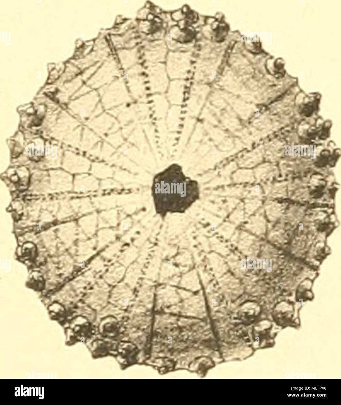 . Die Fauna des samländischen Tertiärs . Foto Stock