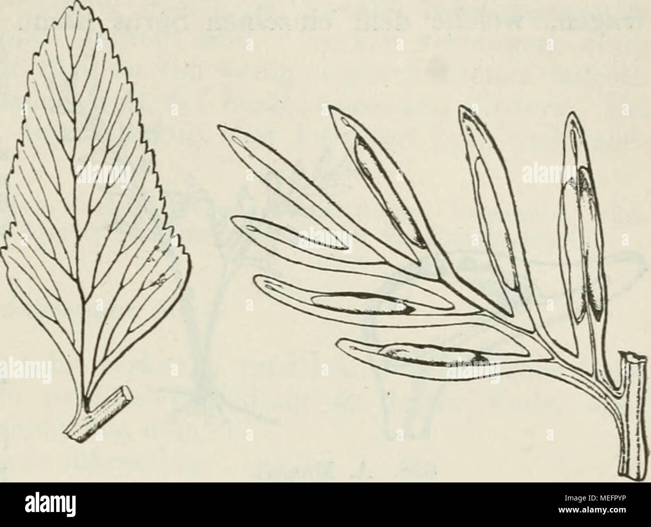 . Die Farnkräuter der Erde : beschreibende Darstellung der geschlechter und wichtigeren Arten der Farnpflanzen mit besonderer Berücksichtigung der Exotischen . 655. A. dimorphum. Fertile und Fiederchen sterile, nat. Gr. desselben Blattes vertheilt, così dass hie und da oder sterile Fiedern fertile oder auch nur Fiederchen auftauchen; meist freilich dann ist der untere Theil des Blattes steril. Hab. Diese prächtige, seit Langem auch cultivirte arte ist auf die Norfolk-Insel im Nordwesten von Neu-Seeland beschränkt, wo Cook die Araucaria entdeckte. Genau in die Mitte zwischen 654 und 655 tritt: A. Foto Stock