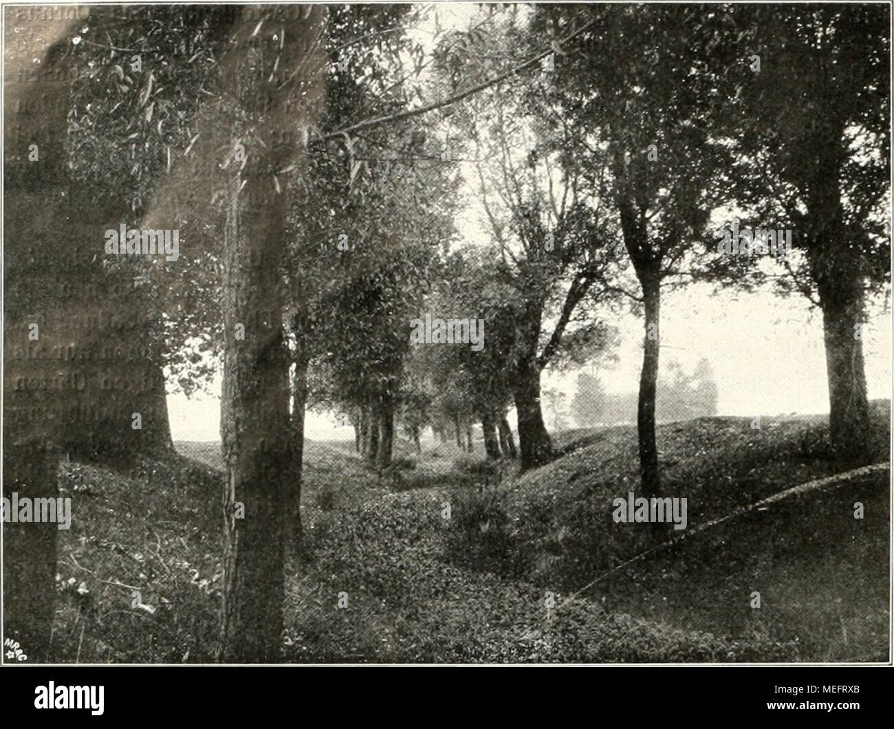 . Die Gartenkunst . Abb. 1. lioetlieu b. Diesiiorf (.Ma,t;fk-biirg). Aiifsen, vrin F. Bauer. Okt. l'.iOd, nÂ"iese Worte halte ich fÃ¼r schlecht gewÃ¤hlt, wenn man den wirklichen Kern der GegensÃ¤tze treffen, und ich mÃ¶chte sie bei un.seinandersetzungen Ã¼ber die Oartenfrage nach MÃ¶glichkeit vermieden wissen. Denn der(iarten, der nns nutlut, nuifste architektonisch und landschaftlich sein, landschaftlich tVeilich in anderem Sinne, als wie dieser Begriff heute im Berufe vei'standen wird, .Auch in Schultze- Nniimburgs wertvollem Buch Ã¼ber GÃ¤rten liegt der Schwei-- |)unkt der AusfÃ¼hrunge Foto Stock