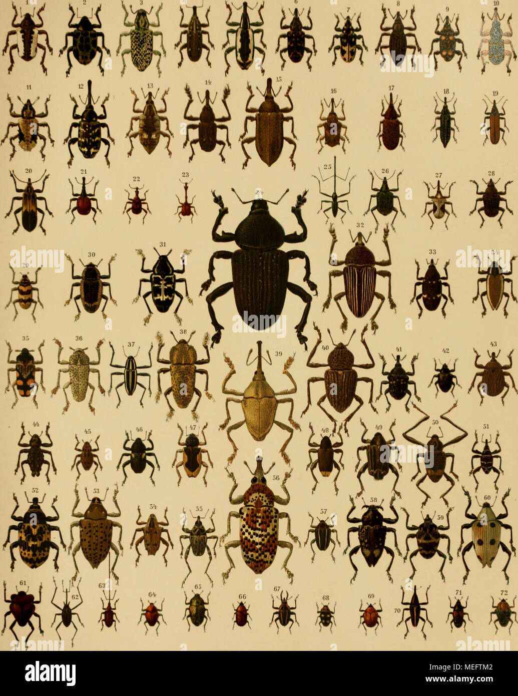 . Die Käfer exotischen in Wort und Bild . $ W i W Ä Ä "m &AMP; w 1. Sternuchus excellens. 2. Tylomus gurtarus. 3. Chrysolopus spectabilis. 4. Eudocimus mannerheimi. 5. Hilipus lactariu". 6. H. undabundus. 7. H. pictus. 8. H. dejeani. 9. H. onychinus. 10. H. degeeri. 11. H. trachyptenis. 12. H. gennari. 13. H. dahlborni. 14. Orthorrhinus cylindrirostris. 15. Hilipus acatium. 16. Rachio- des bicaudatus. 17. Tranes virgosi. 18. Belus semipunctatus. 19. Rhinotia haenioptera. 20. Hoinaloccrus lyciformis. 21. Dimidiatus Cybebus. 22. Apoderus tranque- baricus. 23. A. longicollis. 24. Homalonotus Foto Stock