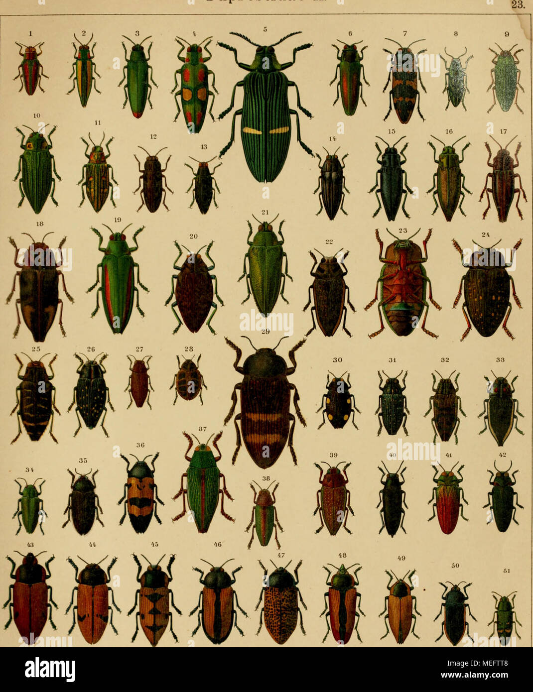 . Die Käfer exotischen in Wort und Bild . 1. Evides elegans. 2. Lepida Chrysochroa. 3. fulminante. 4. ooellata. 5. Catoxantha opulenta. 6. Chrysaspis elongata. 7. Cyna imperialis. 8. Iridotaenia chrysochlora. 9. Ev. cupriventris. 10. Chrysodema anrofoveata 11. smaragdula. 12. Chalcophora virginiensis. 13. Chrysesthes tripunctata. 14. Pelecopselaphus angularis. 15. Satrapa Cyphogastra. 16. nitida. 17. angulicollis. 18. Polybothris ochreata. 19. ChryBochr. vittata. 20. Pol. navicularis. 21. Ind. sumptuosa. 22. Psiloptera araaurotica. 23.-24. Pol. qoadricollis. 25. Luozoti. 26. impressipennis. 27. Foto Stock