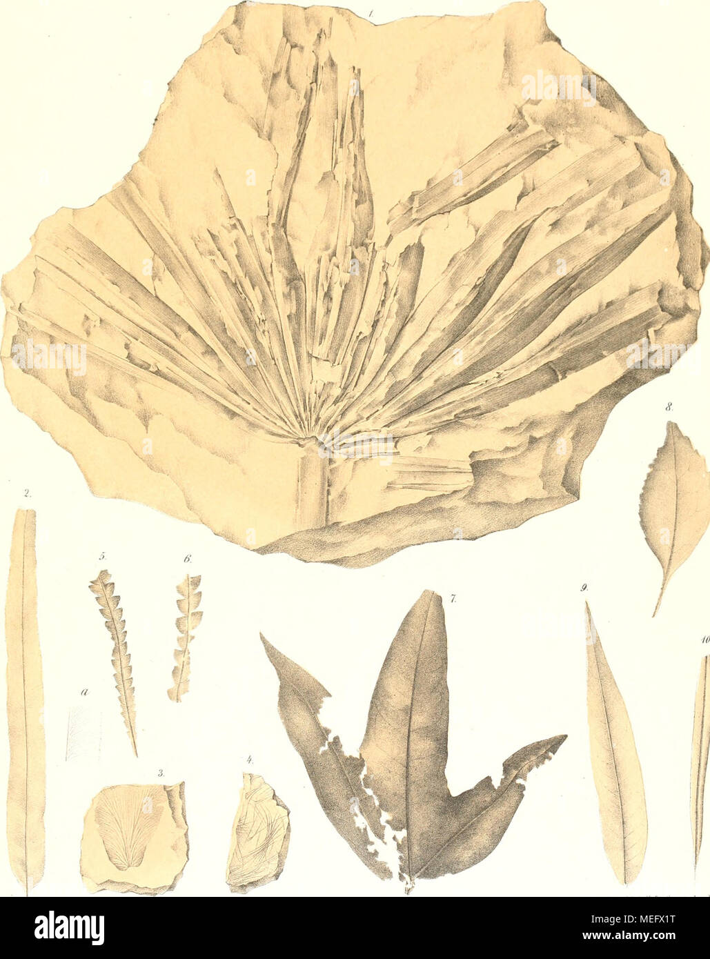 . Die Eocene Flora des Monte Promina . I.iiIj u lii'ili Hl j k k H(irii,St;i.-ils(lnirkci-i'r. Dciiksdinfii'n (li'|- k.Ak.-nldWissciisili ni.-iliiciMiKitiirwCIAin.nd IH.i-l-, Foto Stock